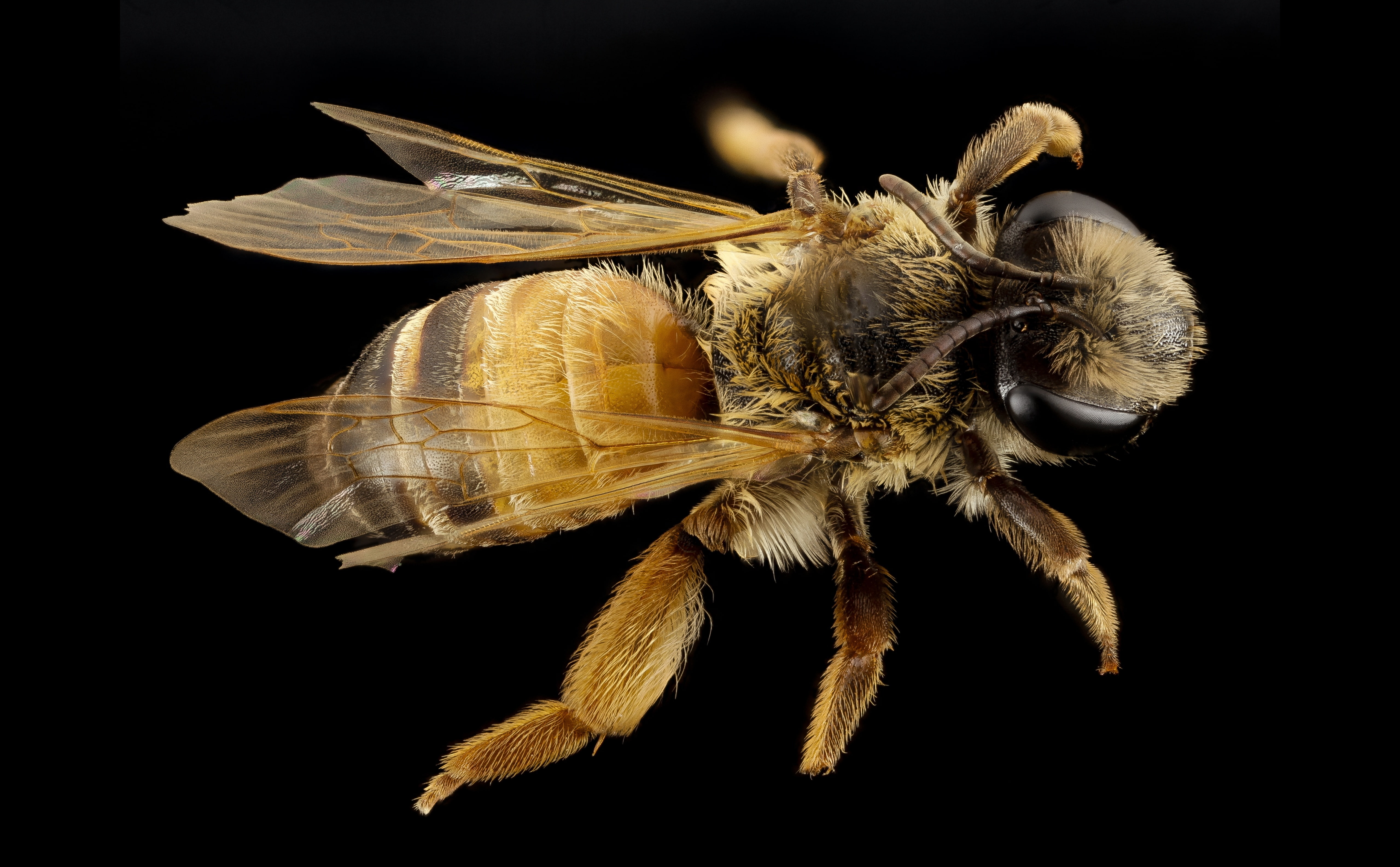 animals in the wild, apoidea, Asia, animal, 5K, close-up, invertebrate, andrenidae, animal body part, Bees, bee, black background, animal wildlife, Animals, HD Wallpaper