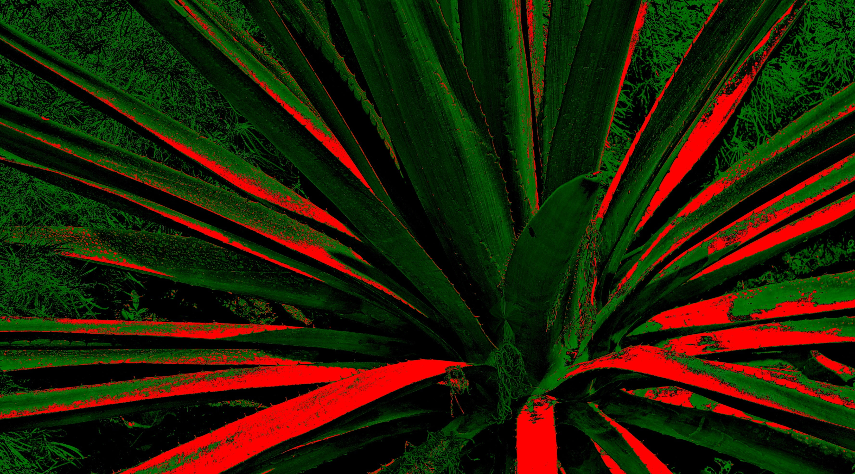 close-up, riyadh, Cactus, outdoors, plant, Artistic, palm leaf, green color, Abstract, canong12, day, freshness, flora, full frame, beauty in nature, palm tree, HD Wallpaper