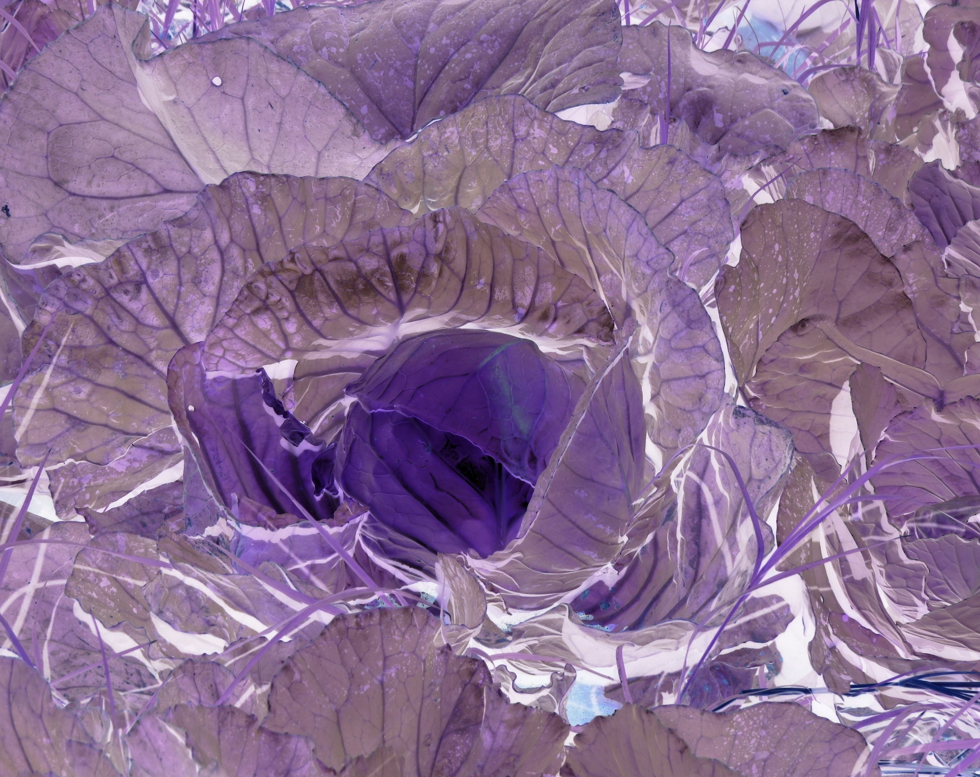 Desert, Leaves, Artwork, plant, Abstract, Lilac, Vegetables, Farm, Colors, Artistic, Ever, flora, canonsx50hs, saudiarabia, middleeast, 2K, Edible, Photography, HD Wallpaper