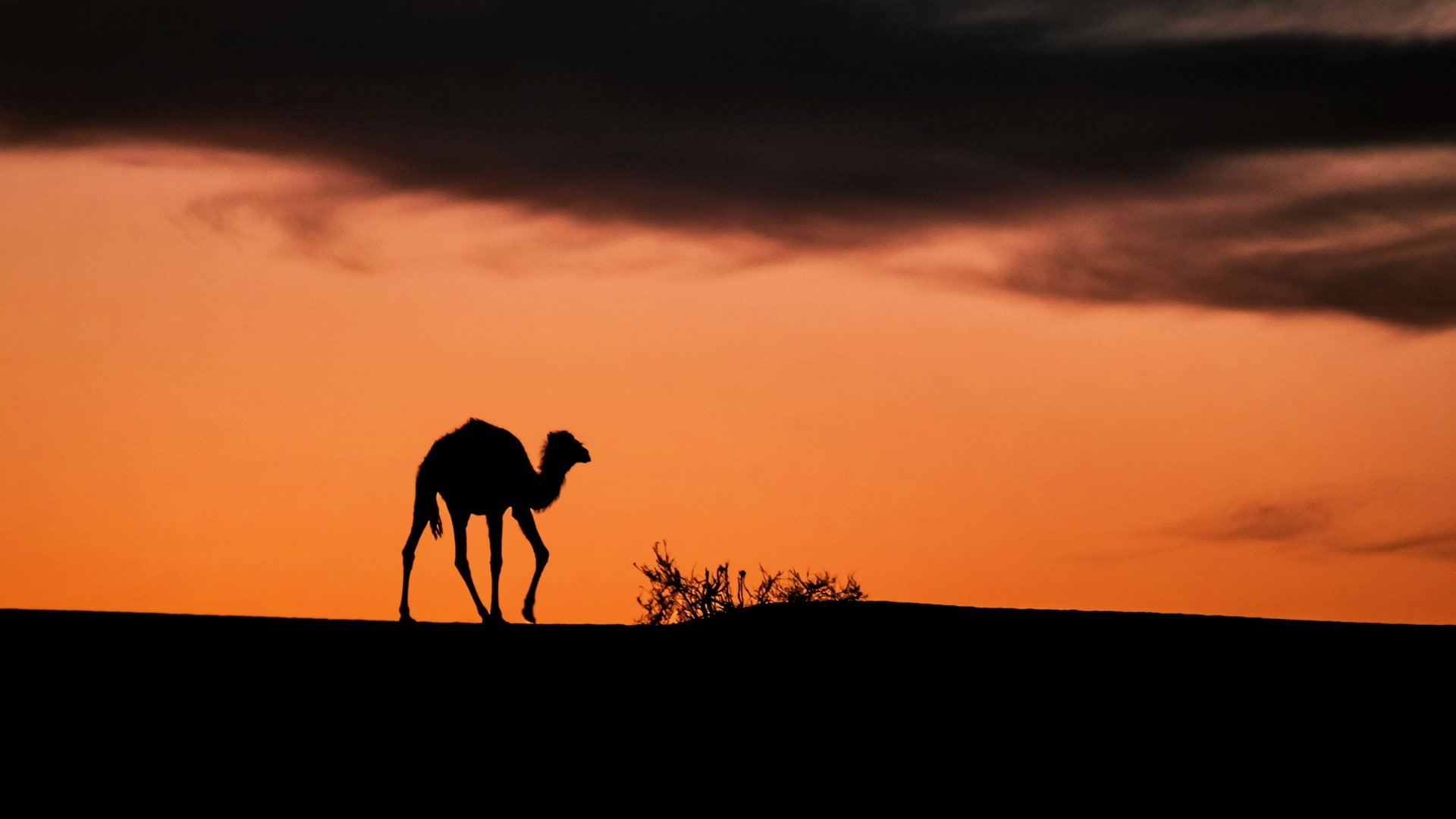 1080P, Tassili NAjjer, Algeria, Earth, Desert, Sahara, Camel, Africa, Sunset, HD Wallpaper