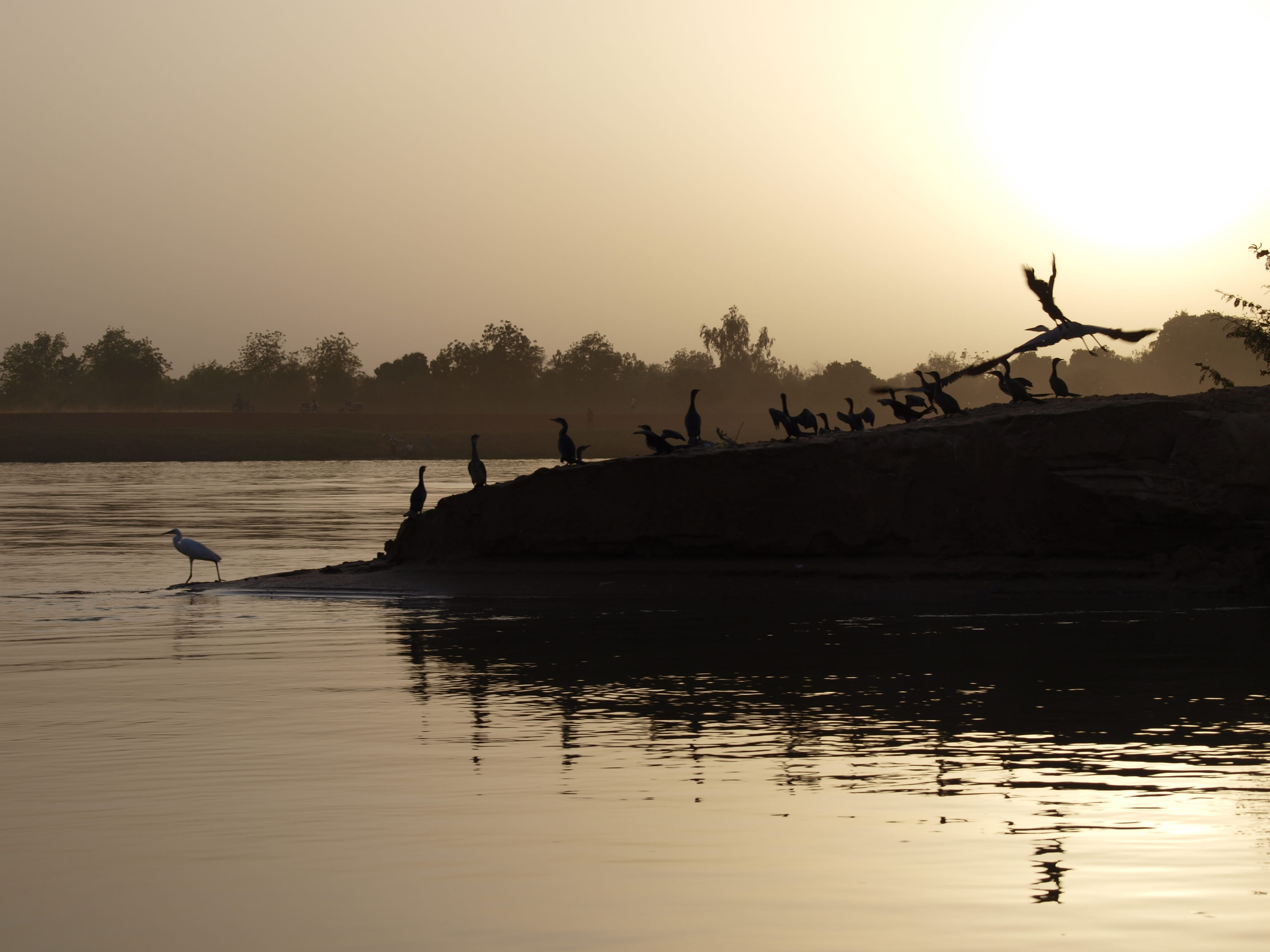 animal themes, vertebrate, tree, bird, group of animals, no people, sky, lake, africa, water, niger river, river, sunset, niamey, reflection, niger, dusk, HD Wallpaper