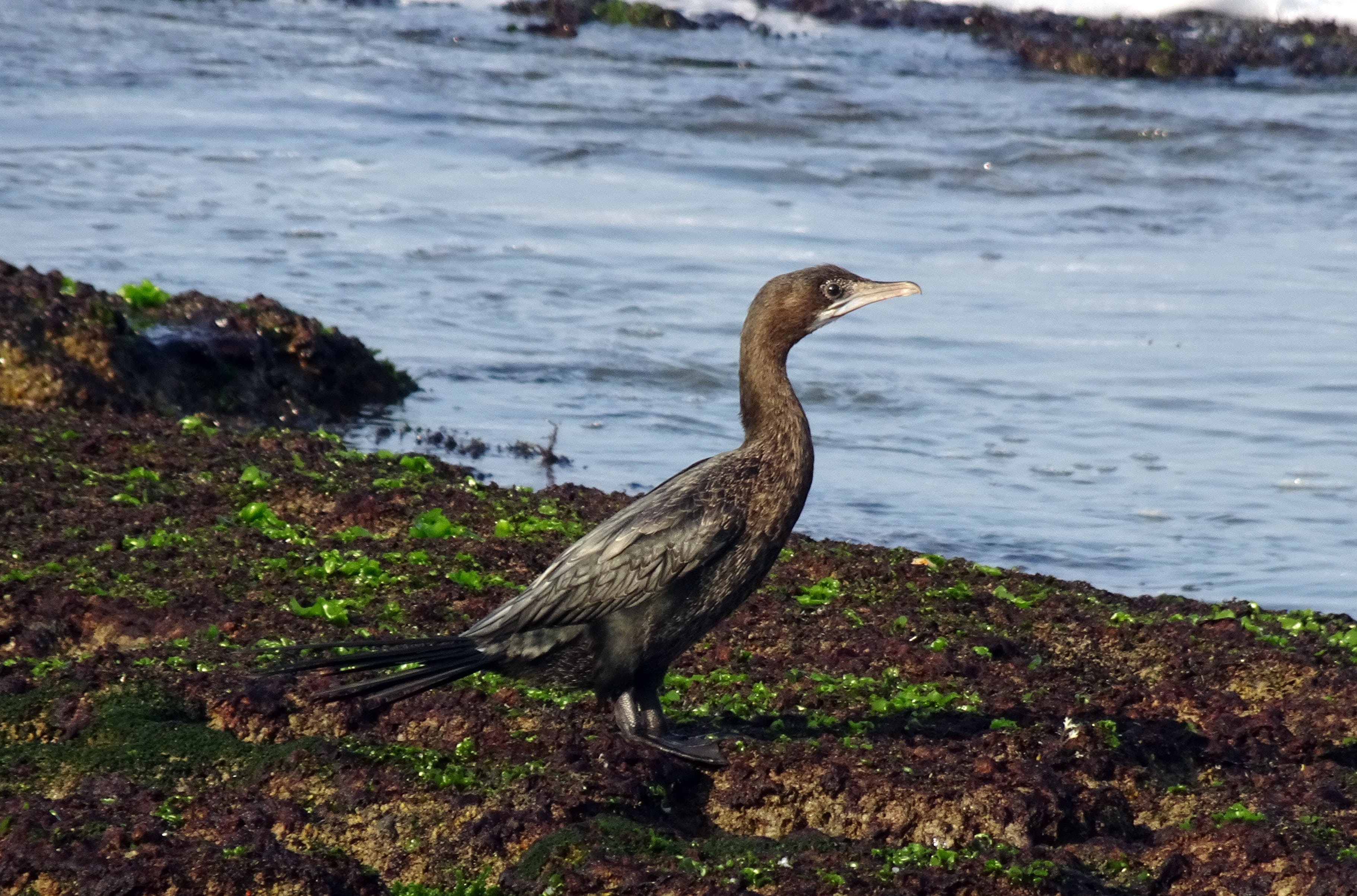 wildlife, day, rocky, water bird, microcarbo niger, no people, heron, animal themes, little cormorant, outdoors, land, nature, animal, one animal, avian, HD Wallpaper