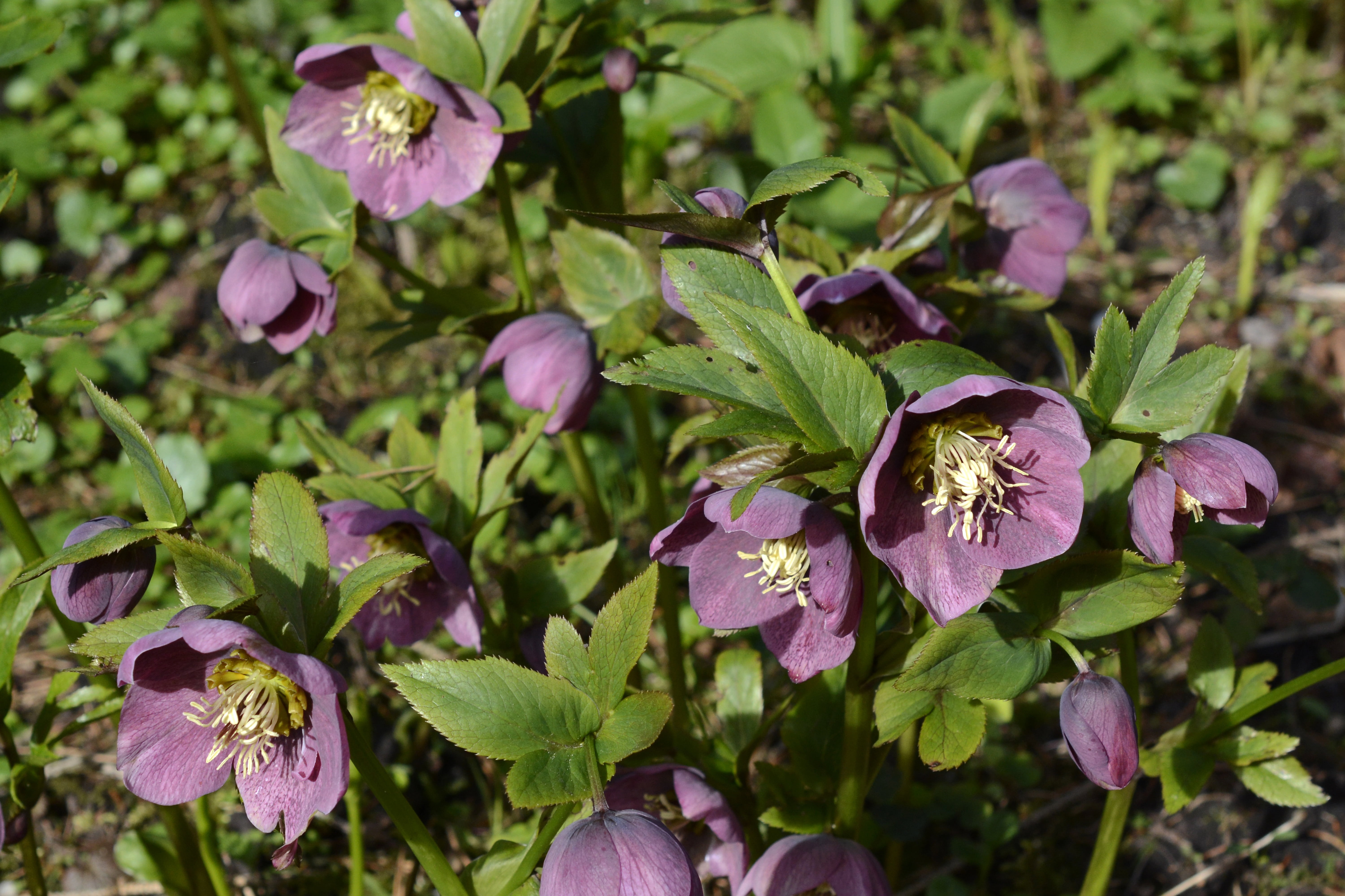 freshness, macro, fragility, plant, pink color, leaf, anemone, anemone blanda, hellebore, helleborus, 5K, plant part, focus on foreground, growth, poisonous plant, HD Wallpaper