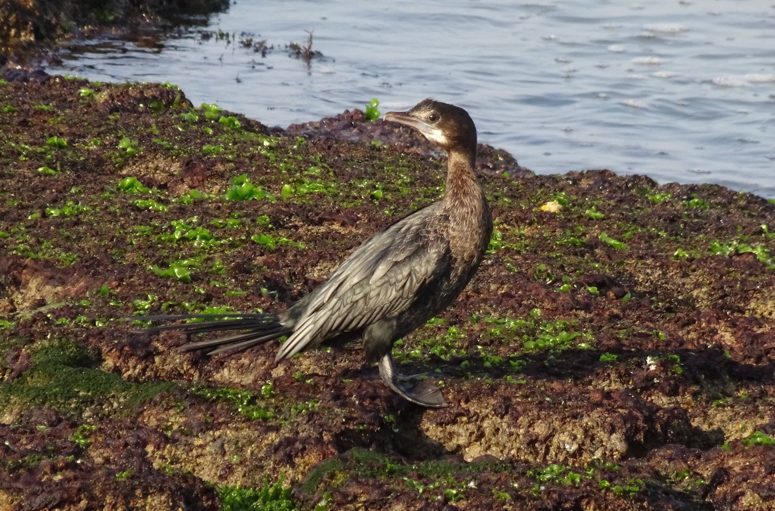 beak, one animal, beach, no people, avian, lakeshore, 2K, shore, animal themes, lake, sea, wildlife, fauna, day, rocky, perching, animals In The Wild, HD Wallpaper
