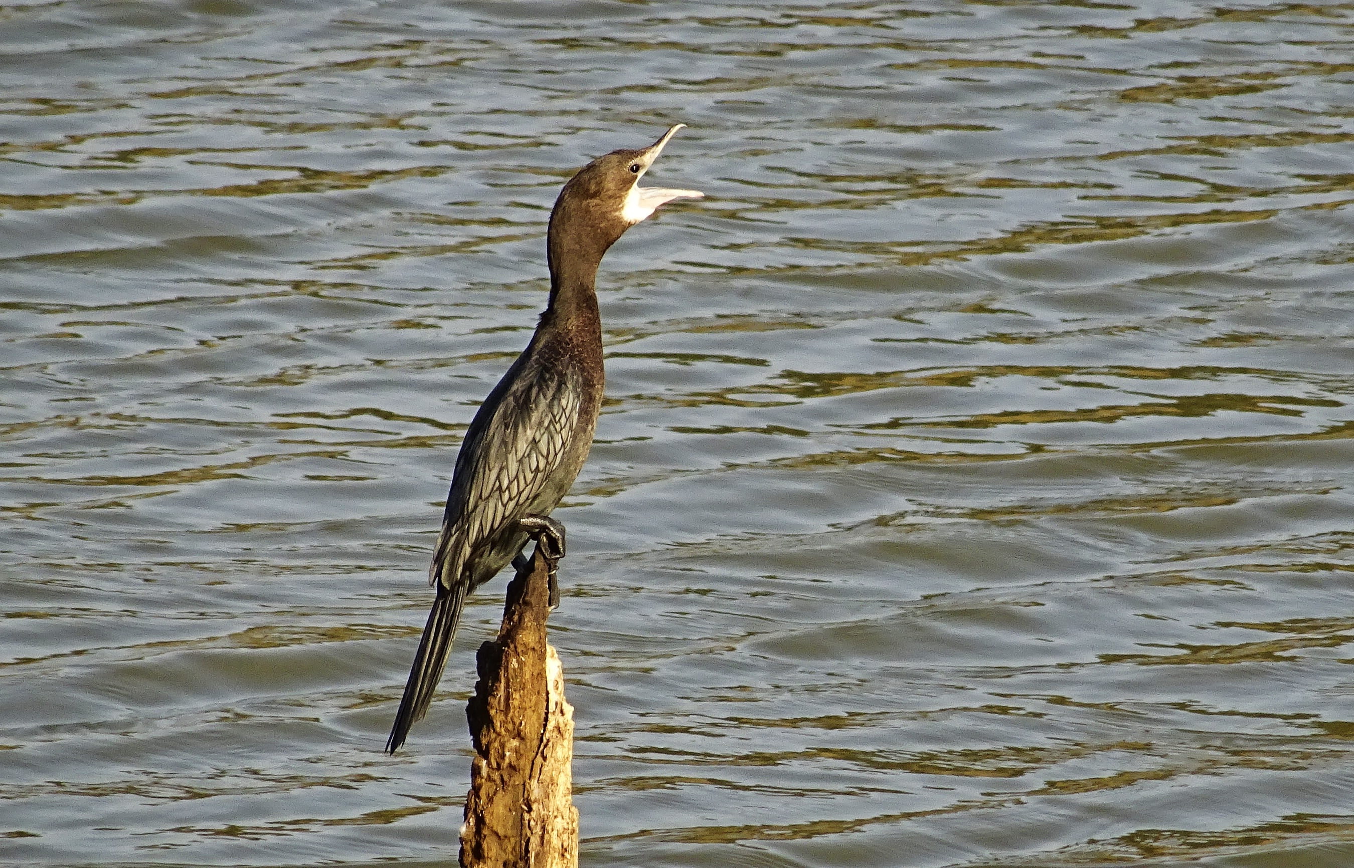 karnataka, animal wildlife, nature, animal, Water Bird, india, water, bhimgadh, Little Cormorant, heron, animal themes, one animal, high angle view, microcarbo niger, HD Wallpaper