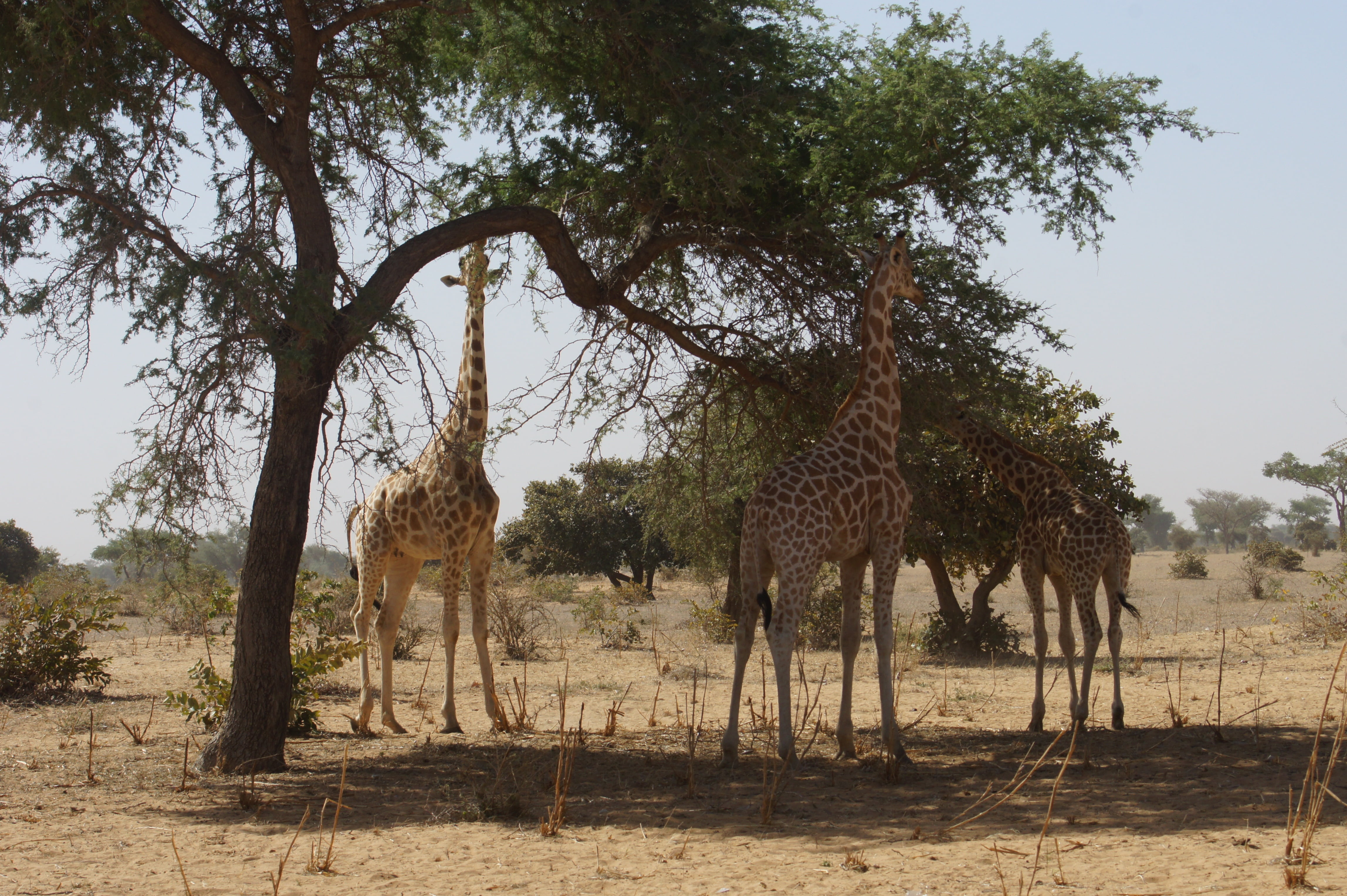 niger, trunk, mammal, day, land, tree, animals, growth, meals, animal, environment, arid climate, animal themes, outdoors, kouré, plant, beauty in nature, HD Wallpaper