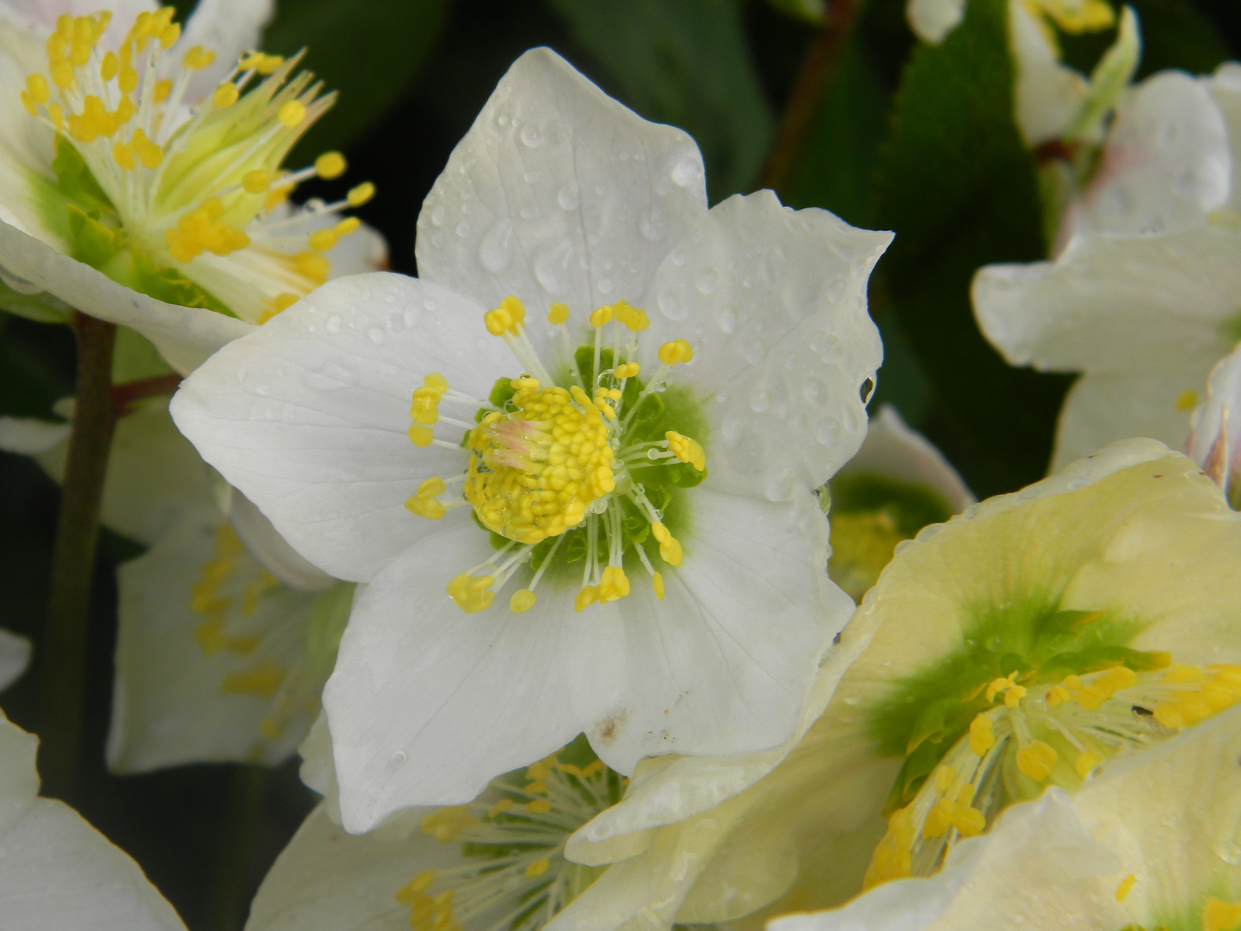 purity, white, garden, vulnerability, flowering plant, fragility, rose christmas, petal, yellow, growth, close-up, white color, hellebore white, flower head, HD Wallpaper
