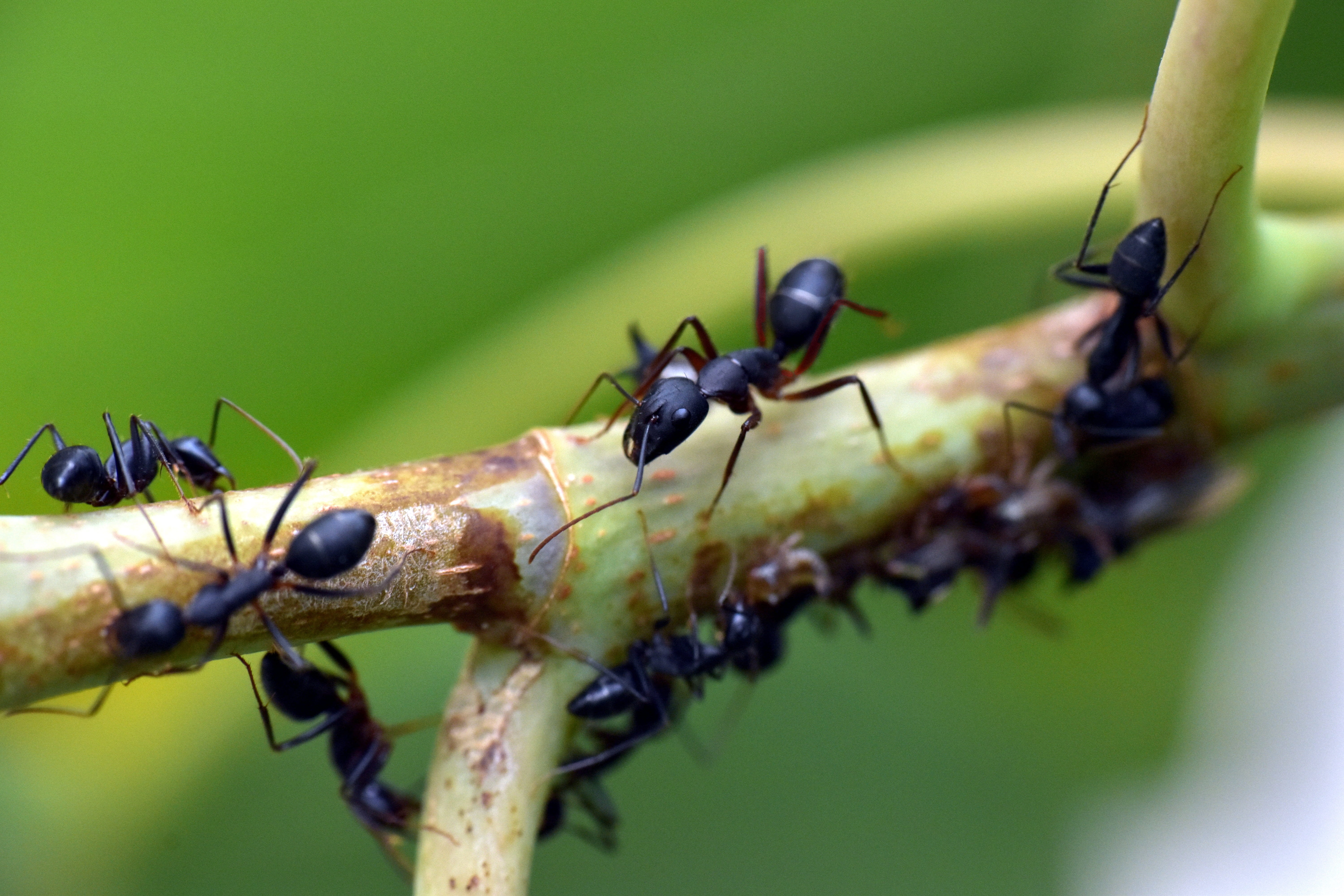 invertebrate, animals in the wild, plant, nature, arthropod, black color, ant, garden ant, 5K, selective focus, animal wildlife, insect, animalia, zoology, HD Wallpaper