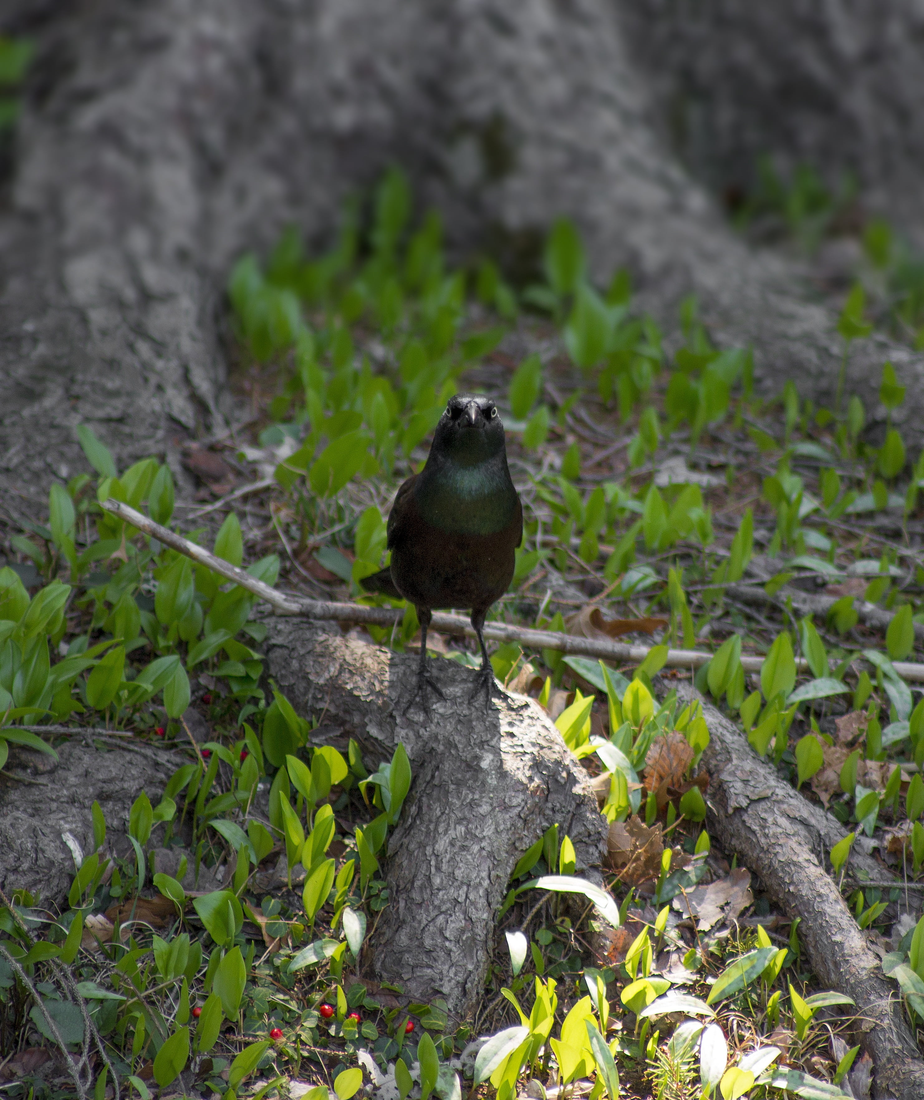 mysterious, perching, creepy, fairytale, birding, audubon, closeup, tree, blackbird, vertebrate, wilderness, scary, no people, bill, dark, plant part, bird, Phone HD Wallpaper