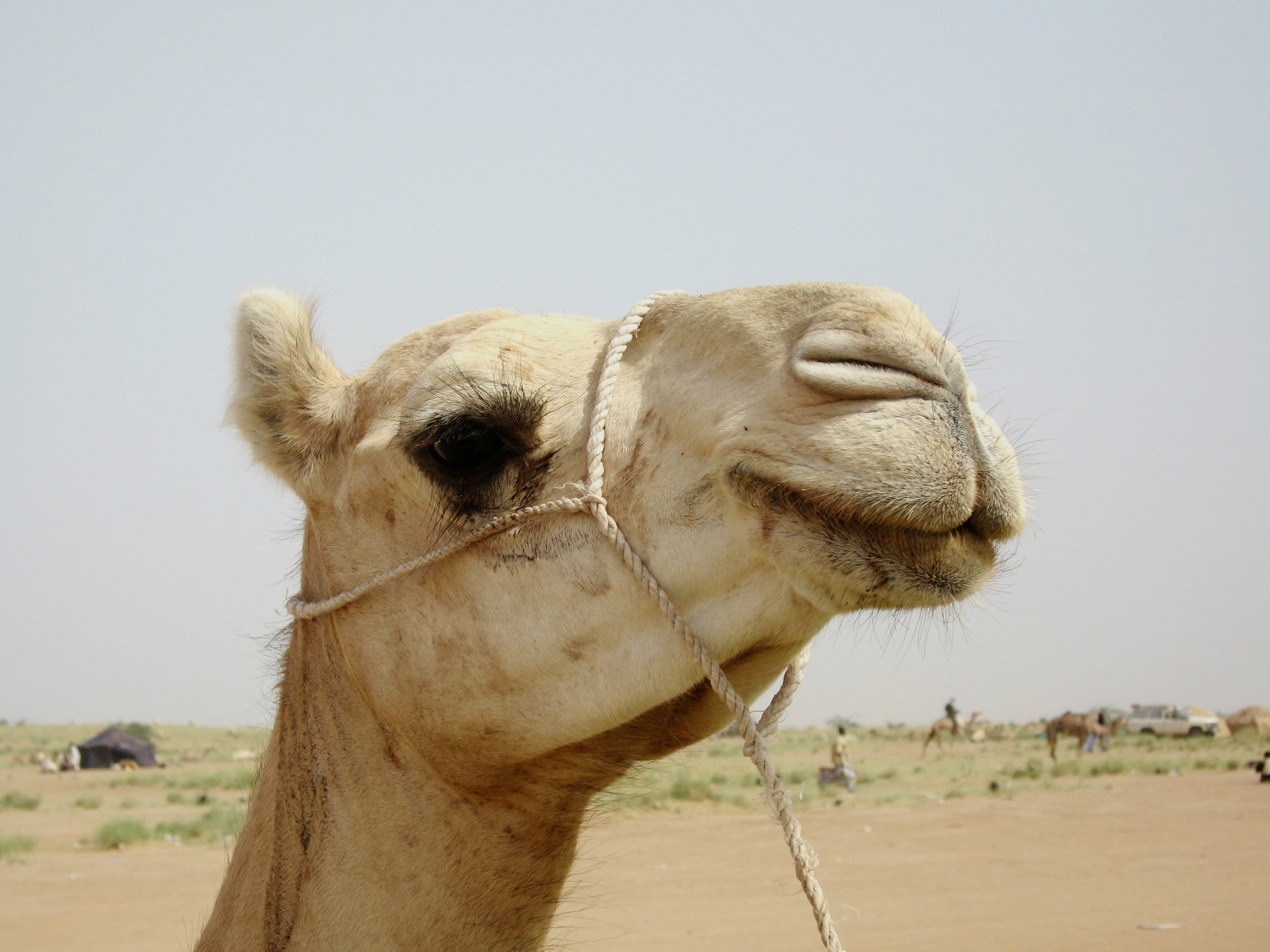 macro, animal neck, animal, vertebrate, Nature, herbivorous, animal mouth, climate, animal body part, no people, working animal, animal wildlife, land, HD Wallpaper