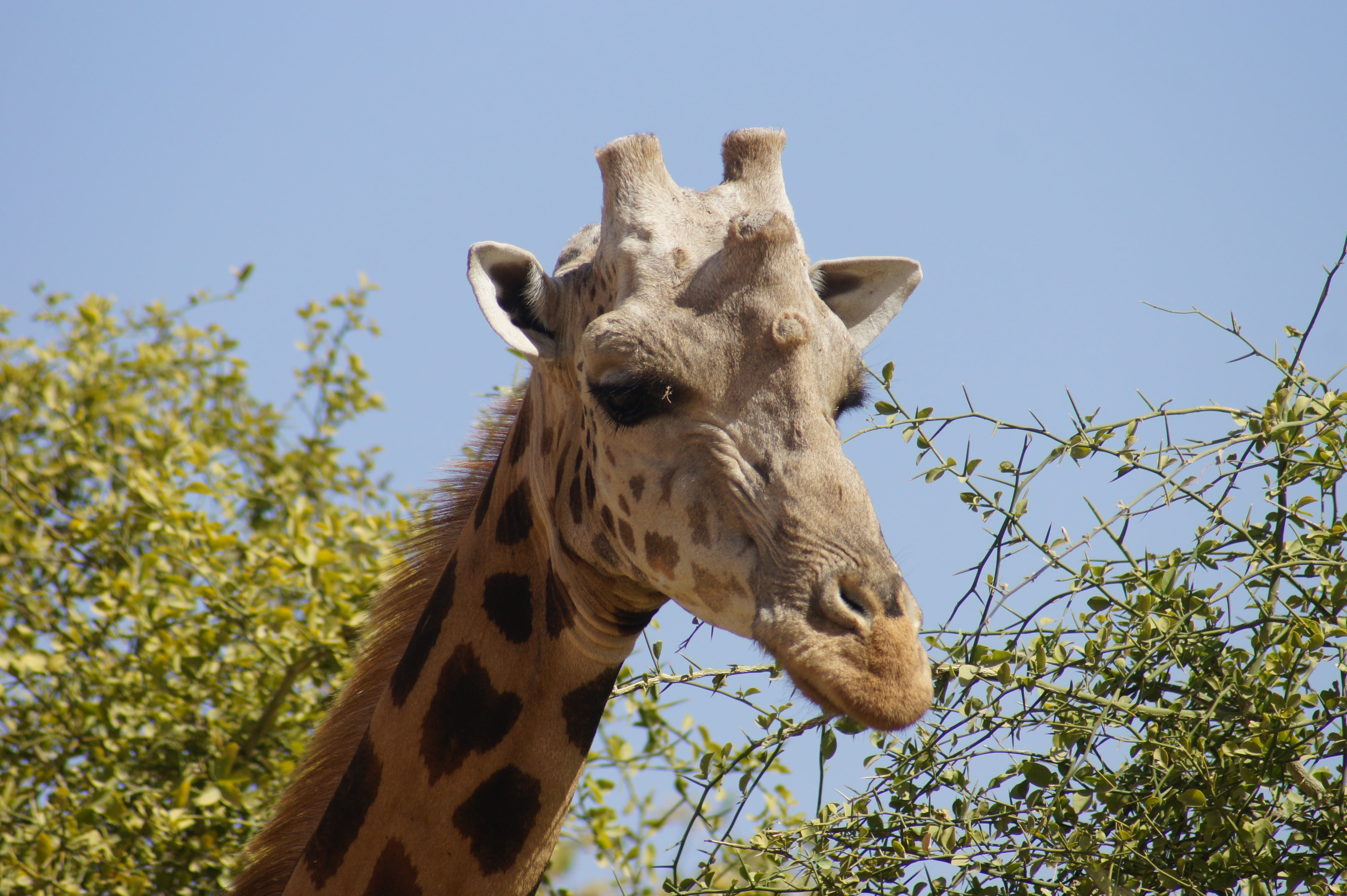 animals in the wild, nature, animal wildlife, safari, head, clear sky, wild animal, wild, animal, animal neck, mammal, herbivorous, animal head, low angle view, HD Wallpaper