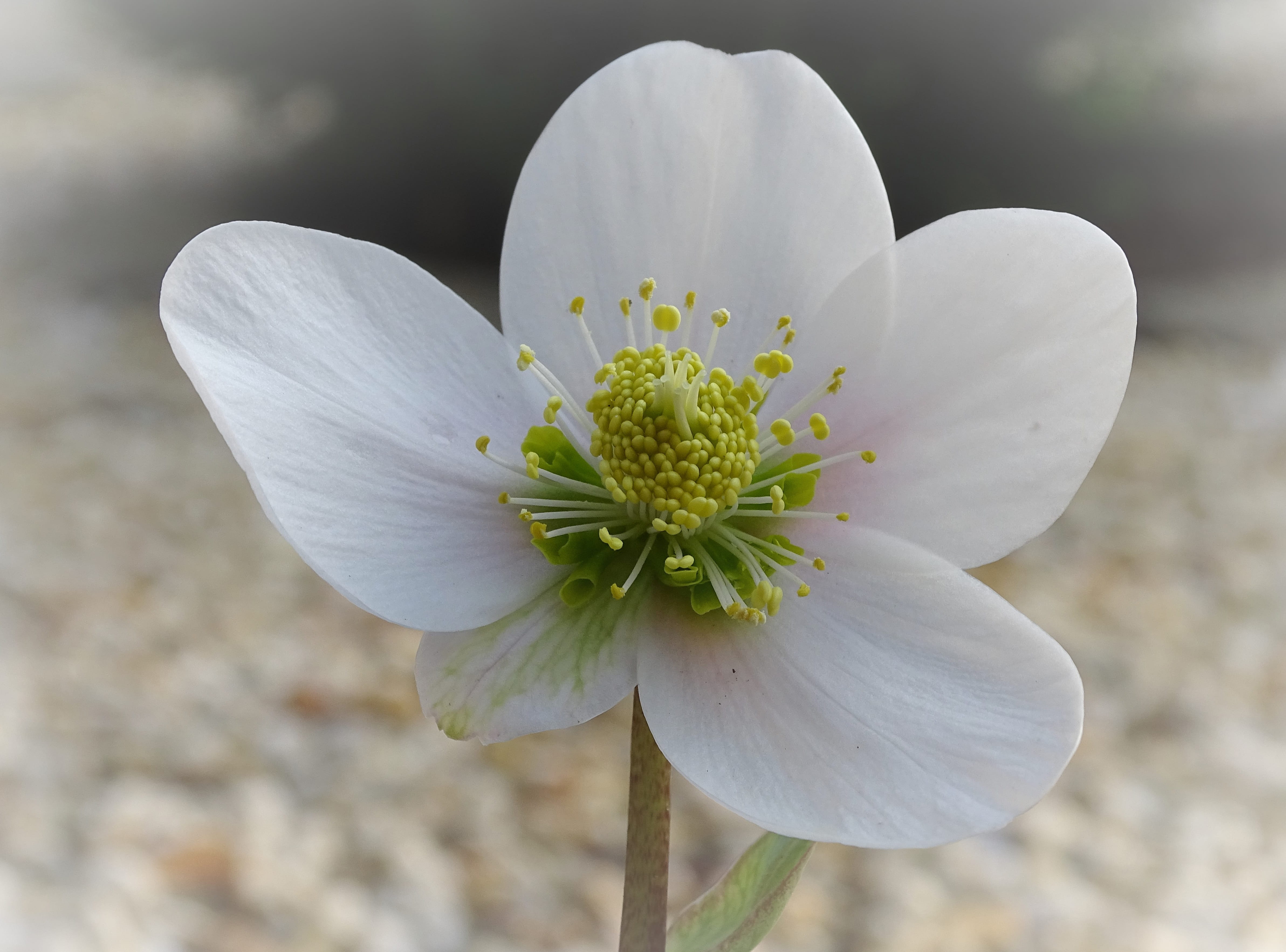 pollen, flower head, 4K, growth, flower, day, close-up, softness, freshness, anemone blanda, botany, outdoors, beauty in nature, nature, plant, no people, HD Wallpaper