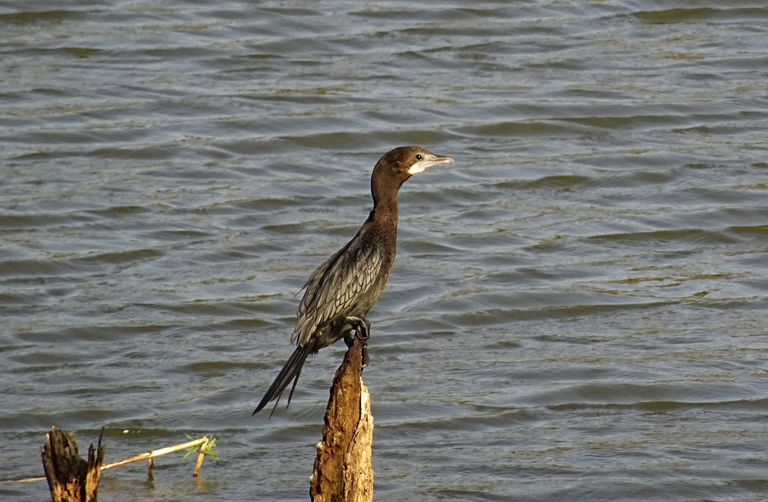 karnataka, nature, feather, wooden post, wood - material, 1080P, animals in the wild, lake, avian, one animal, day, bhimgadh, beak, beauty in nature, animal themes, HD Wallpaper