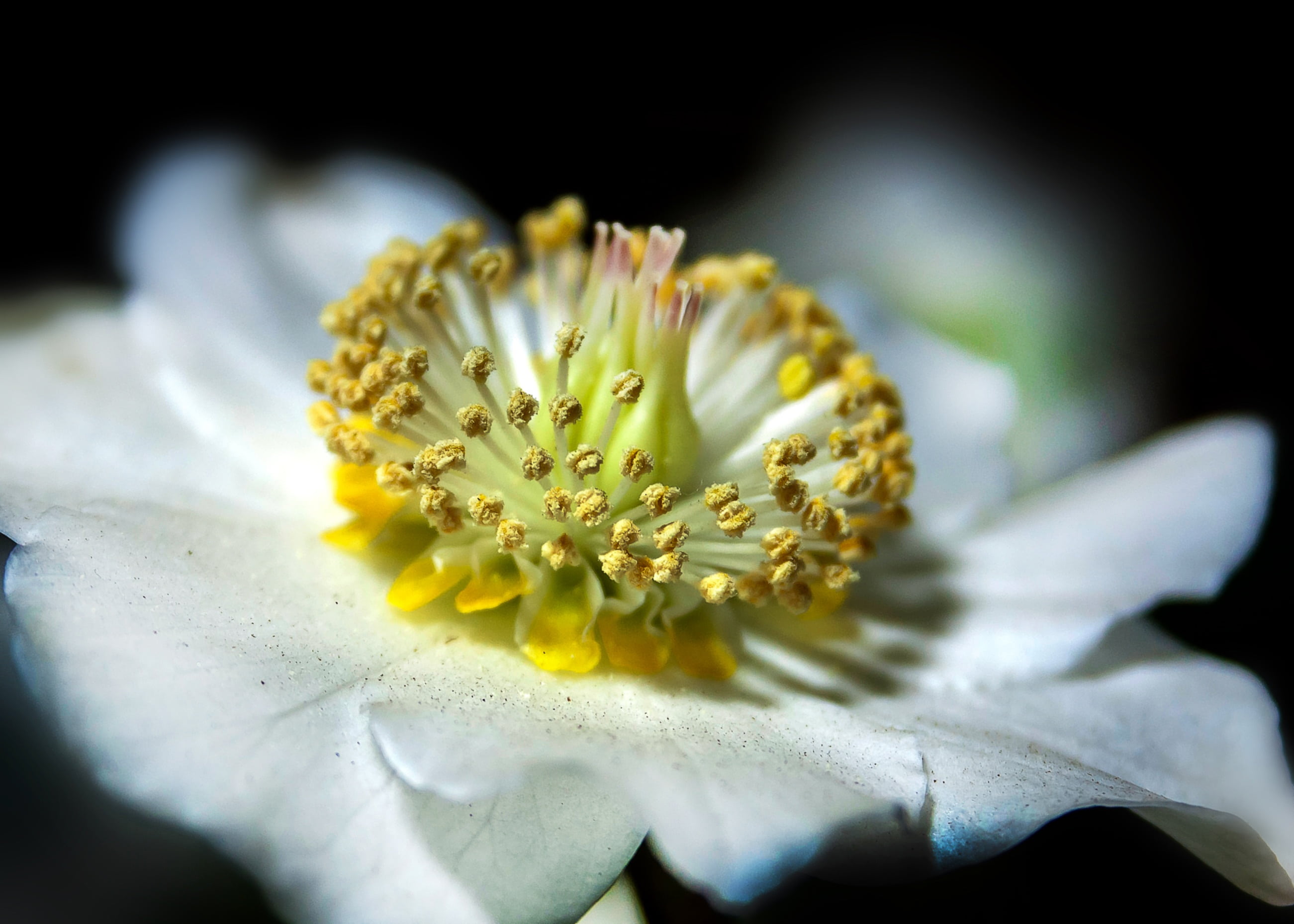 early bloomer, spring roses, white, datailaufnahme, close, growth, anemone blanda, softness, 2K, species, vulnerability, helleborus niger, helleborus, HD Wallpaper