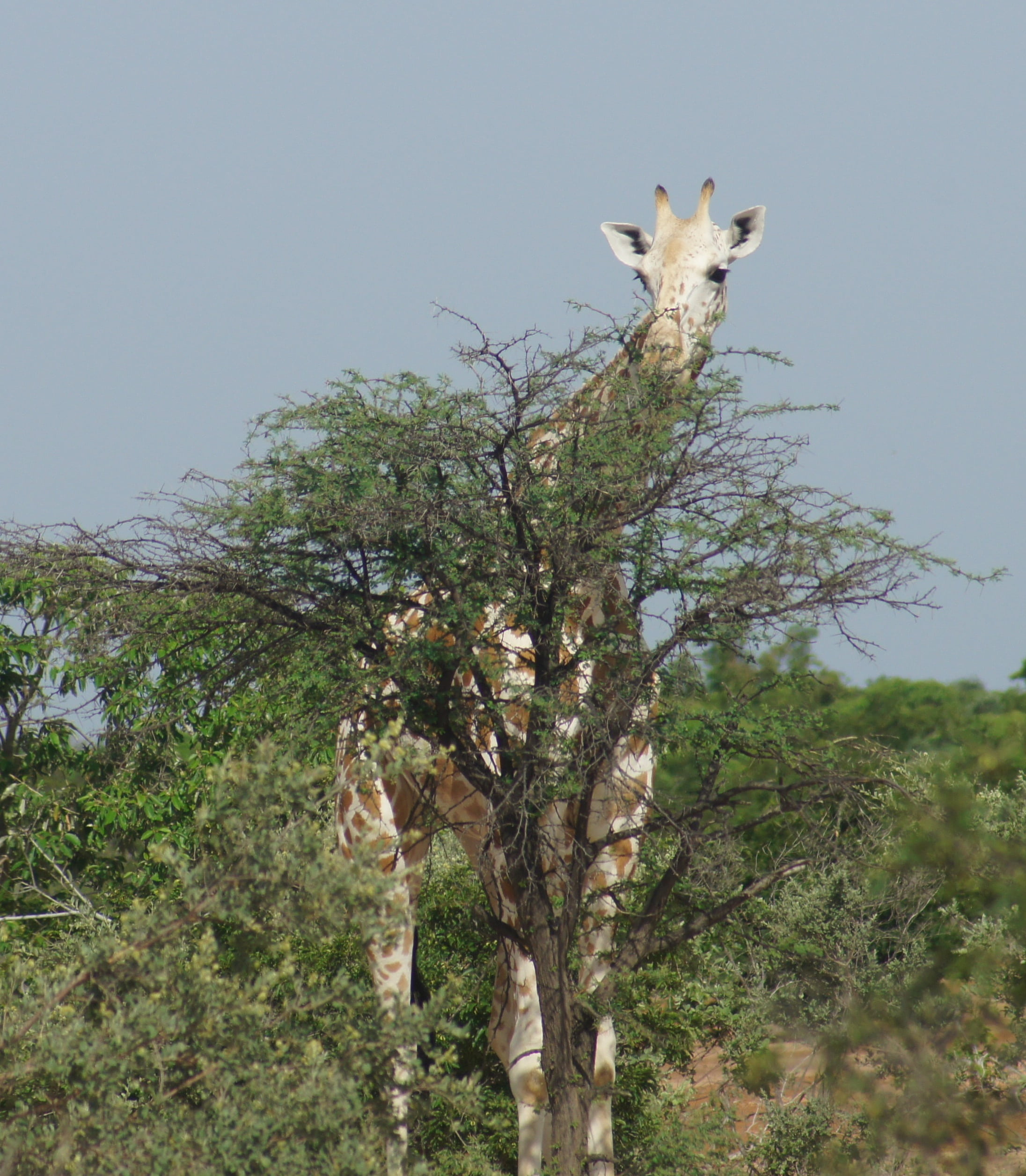 growth, kouré, clear sky, land, one animal, animal wildlife, herbivorous, sky, niger, tree, 1080P, branch, africa, bush, animal, great, vertebrate, animals in the wild, Phone HD Wallpaper