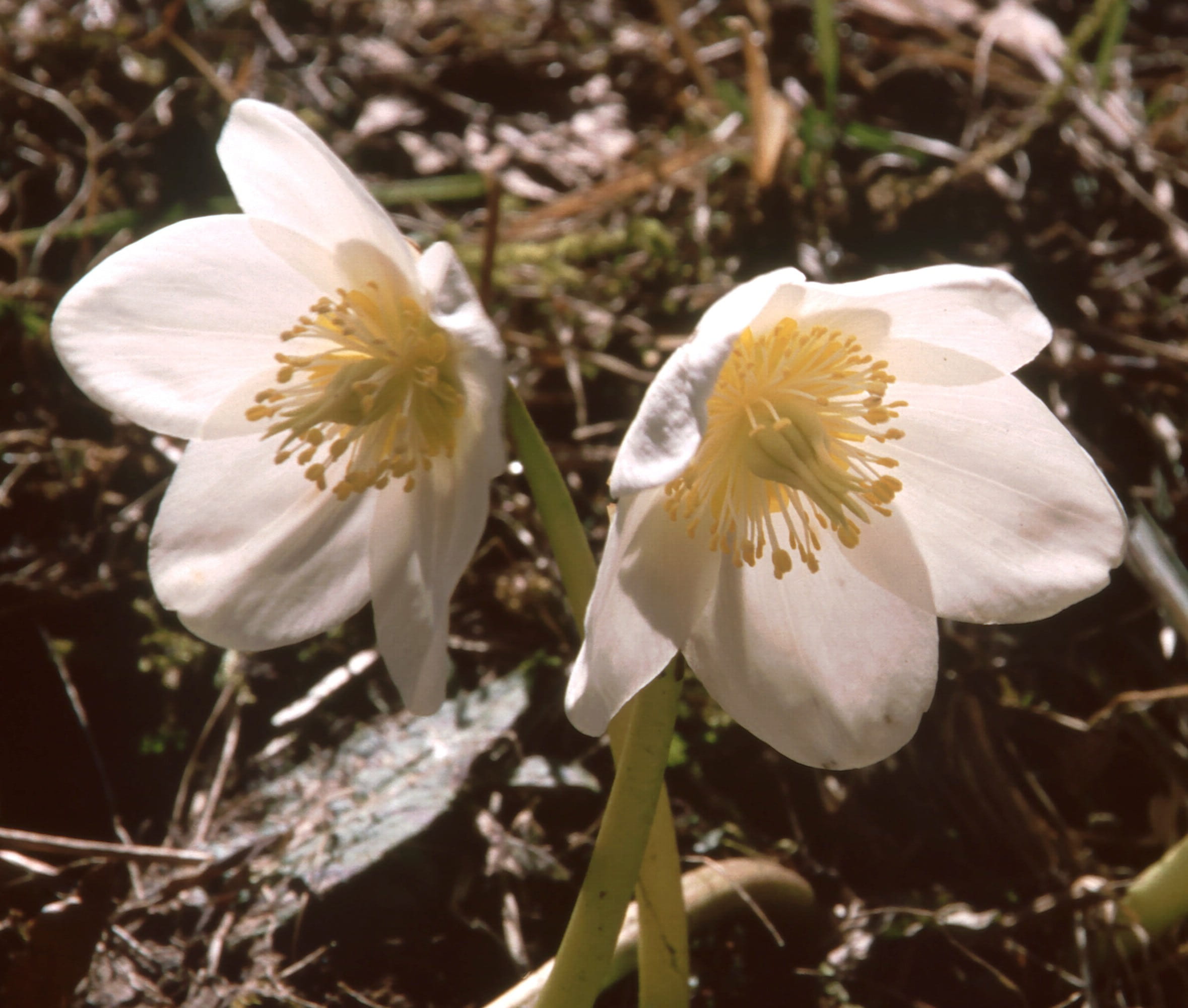 helleborus, nature, christmas rose, hellebore, flowering plant, beauty in nature, pollen, close-up, focus on foreground, freshness, no people, species, HD Wallpaper