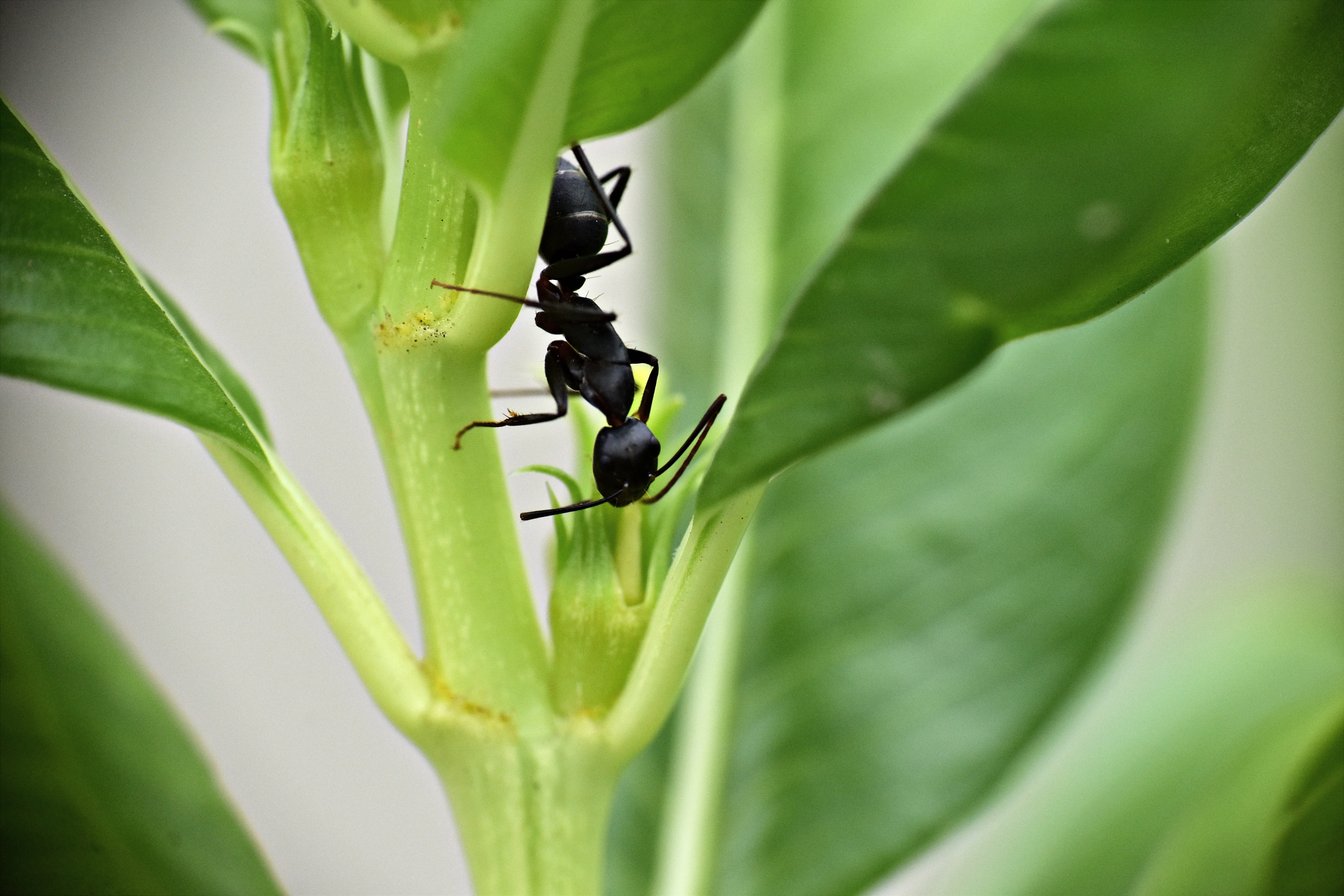 ant, animal, nature, one animal, plant, garden ant, insect, green color, 5K, animals in the wild, growth, plant part, leaf, black ant, invertebrate, animal wildlife, HD Wallpaper