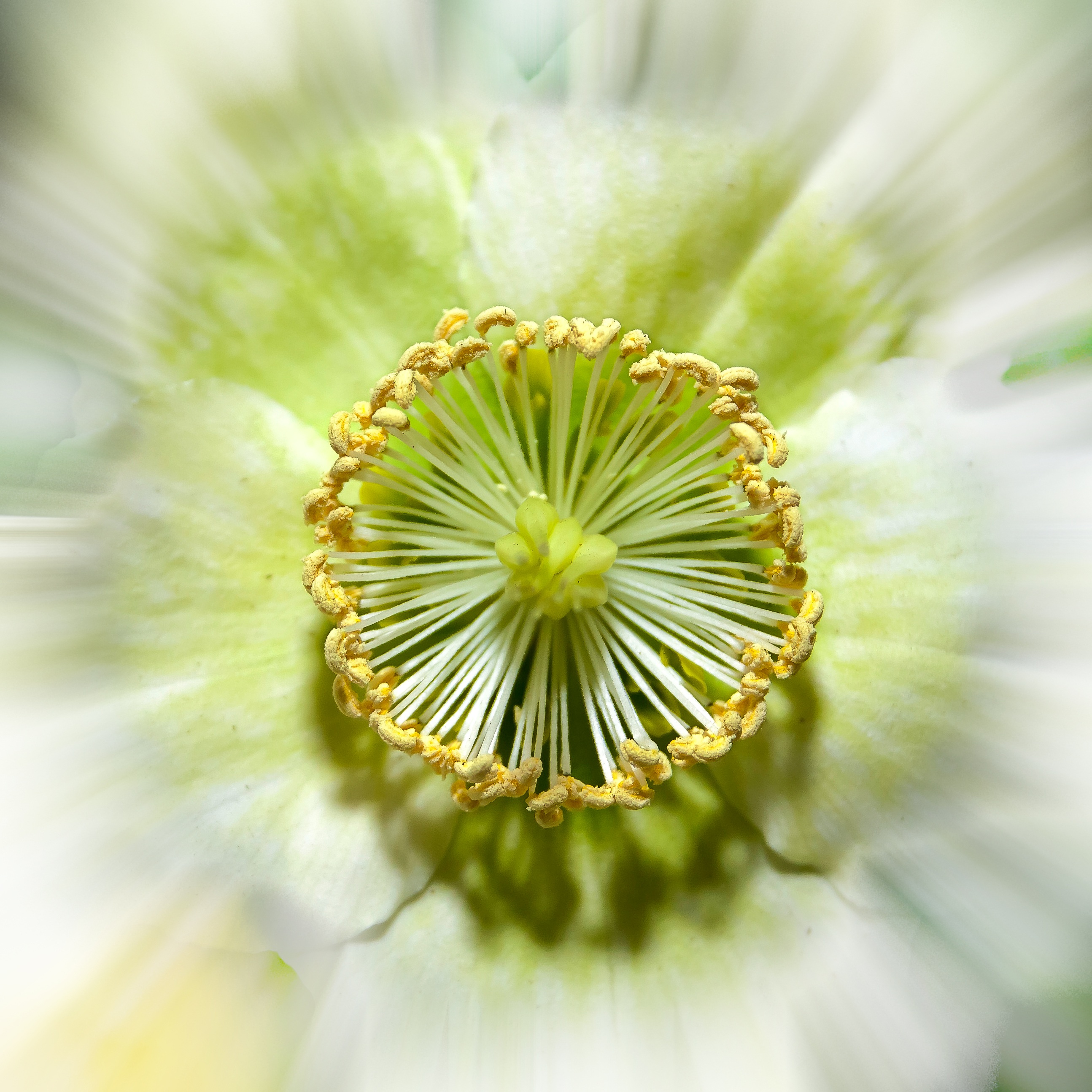 beauty in nature, beautiful, green color, growth, flower head, photo, close, vulnerability, inflorescence, helleborus niger, species, dandelion seed, pollen, Phone HD Wallpaper