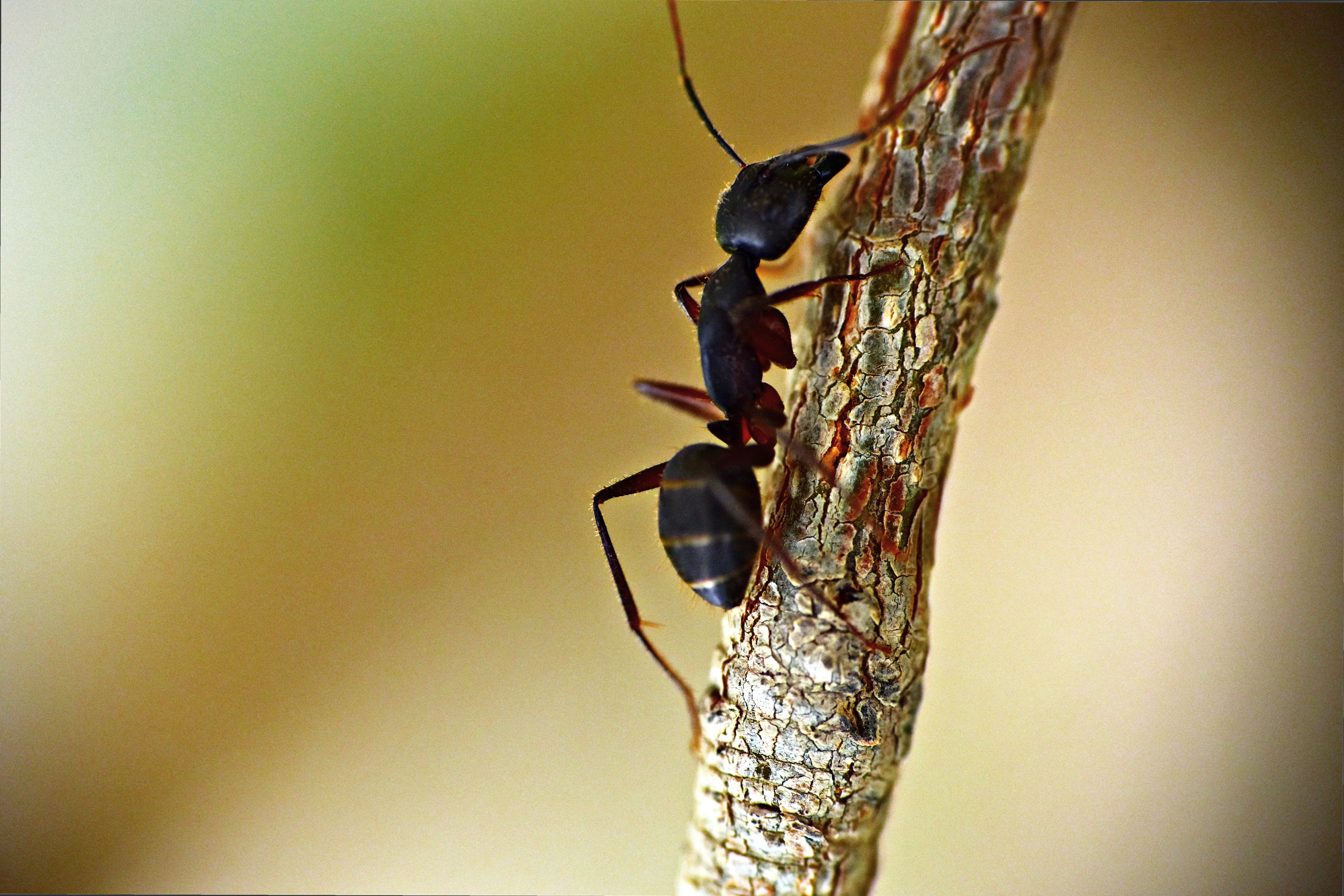 nature, invertebrate, no people, perching, selective focus, garden ant, arthopod, outdoors, focus on foreground, animals in the wild, copy space, 5K, vertebrate, HD Wallpaper