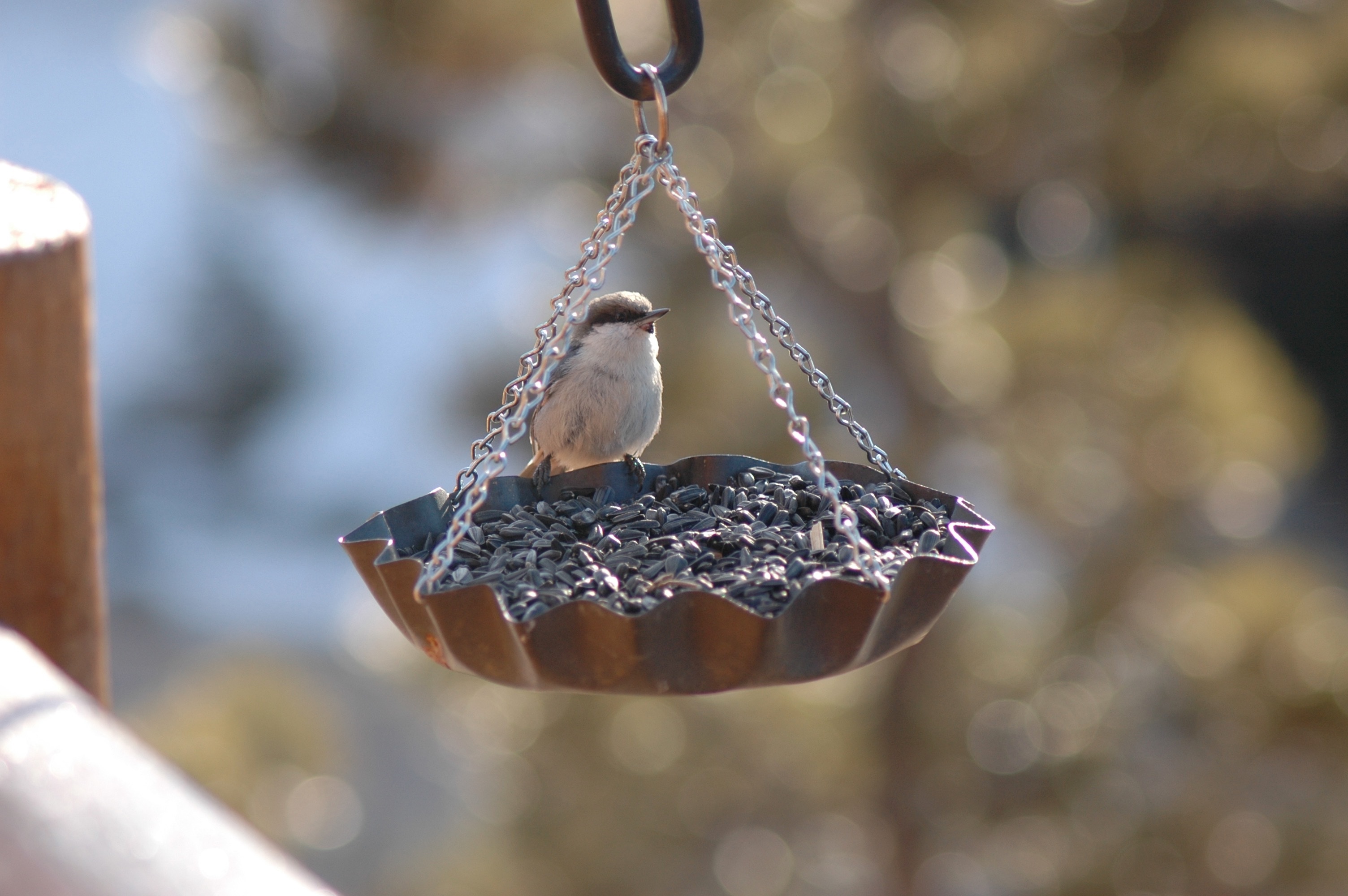focus on foreground, nature, finch, temptation, vertebrate, animals in the wild, bird feeder, one animal, no people, animal, animal wildlife, food, sunlight, HD Wallpaper