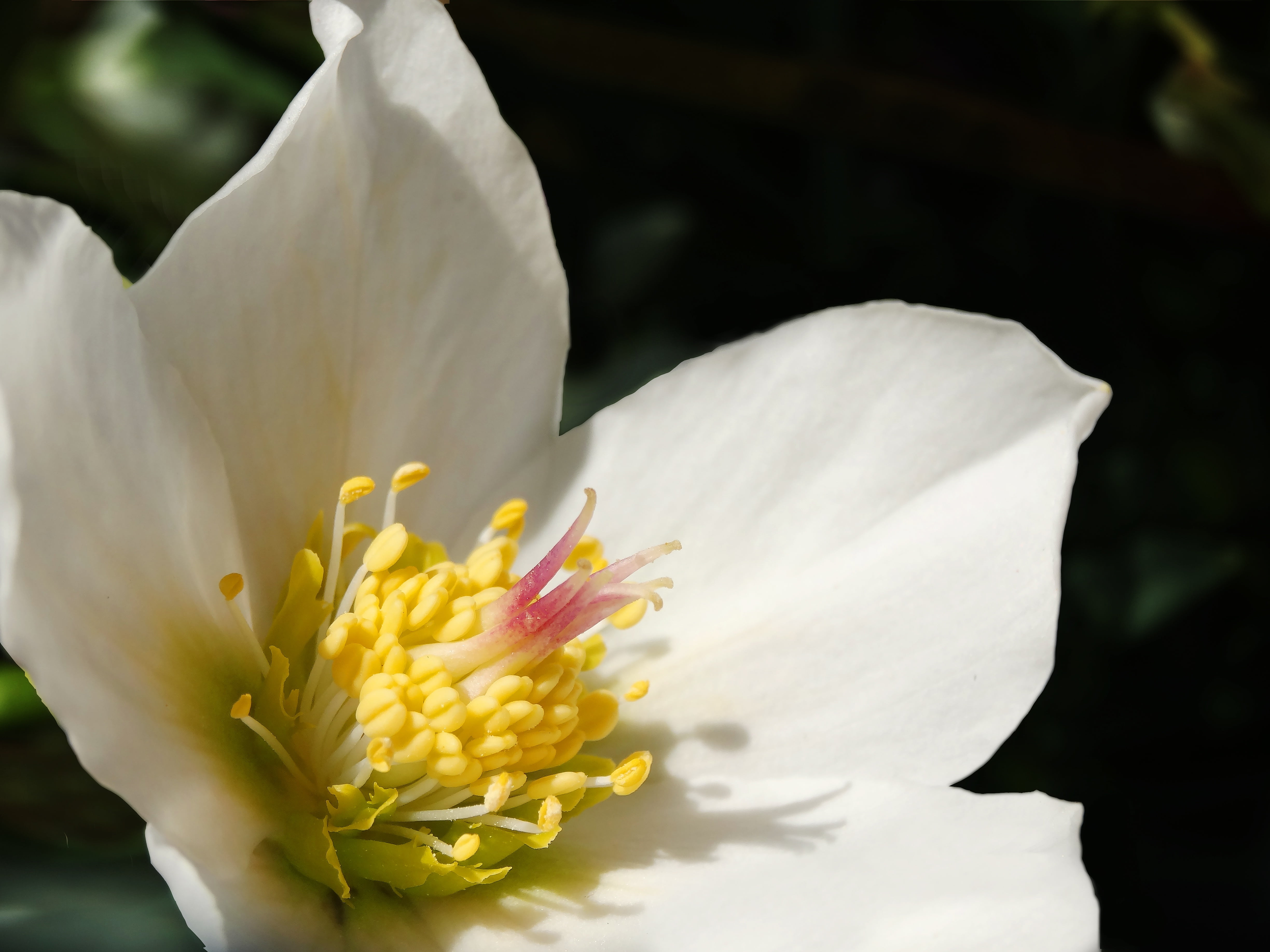 spring roses, flowering plant, anemone blanda, helleborus, white, hellebore, pollen, growth, datailaufnahme, flower Head, 4K, species, pistil, no people, HD Wallpaper