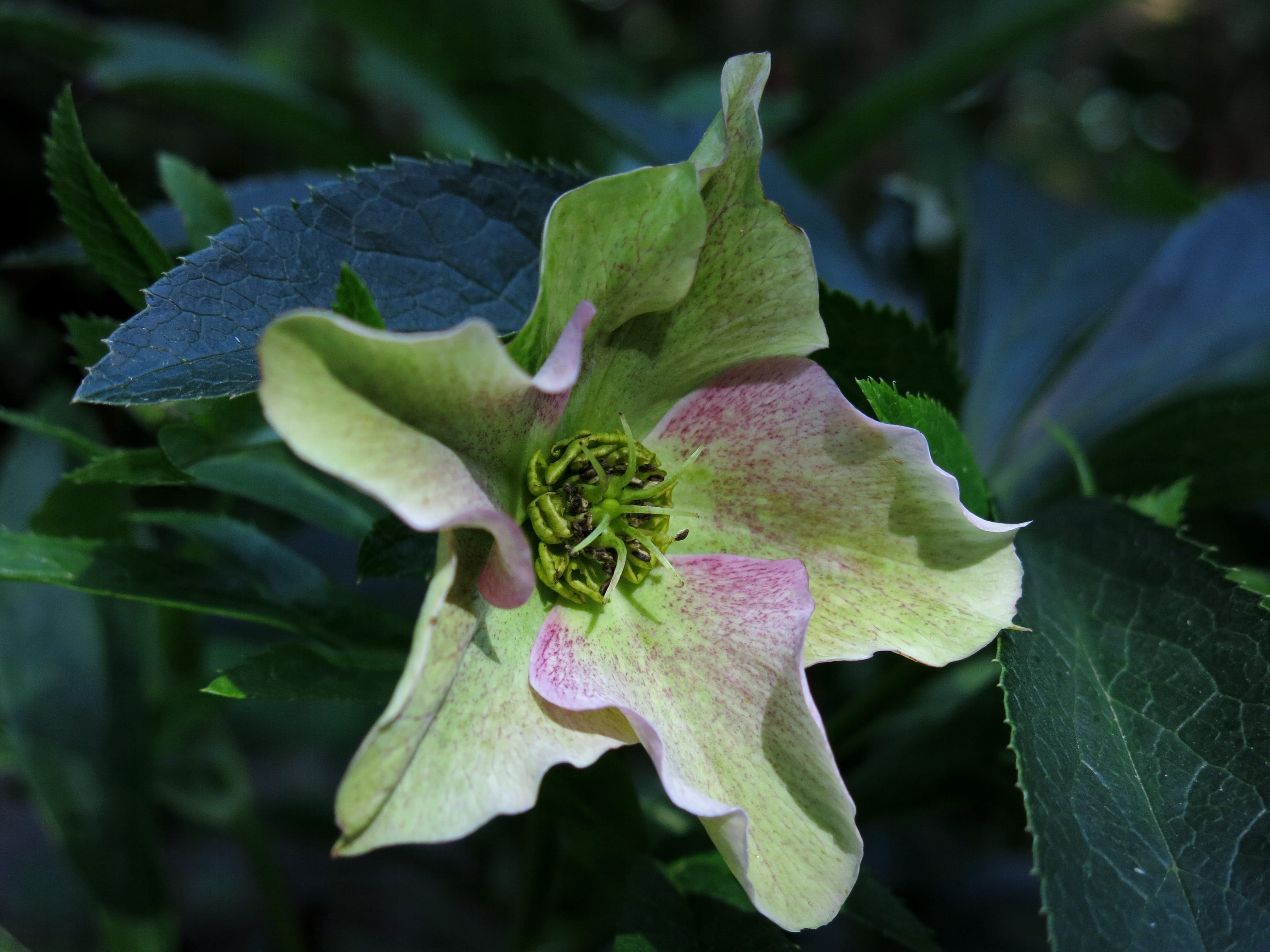 beauty in nature, plant part, close up, day, hellebore, petal, no people, winterblueher, vulnerability, flowering plant, outdoors, purple, flower, inflorescence, HD Wallpaper