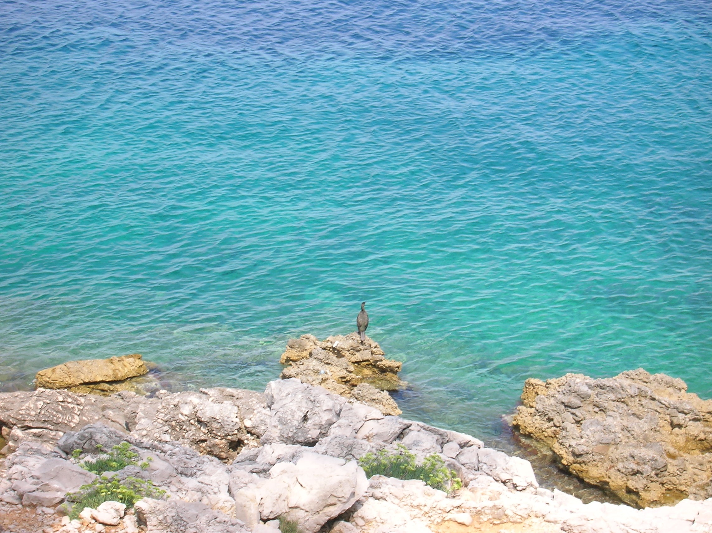 mammal, 1080P, avian, rock, ocean, wild, tranquil scene, leisure activity, coastal, real people, outdoor, wilderness, animal, environment, turquoise colored, HD Wallpaper