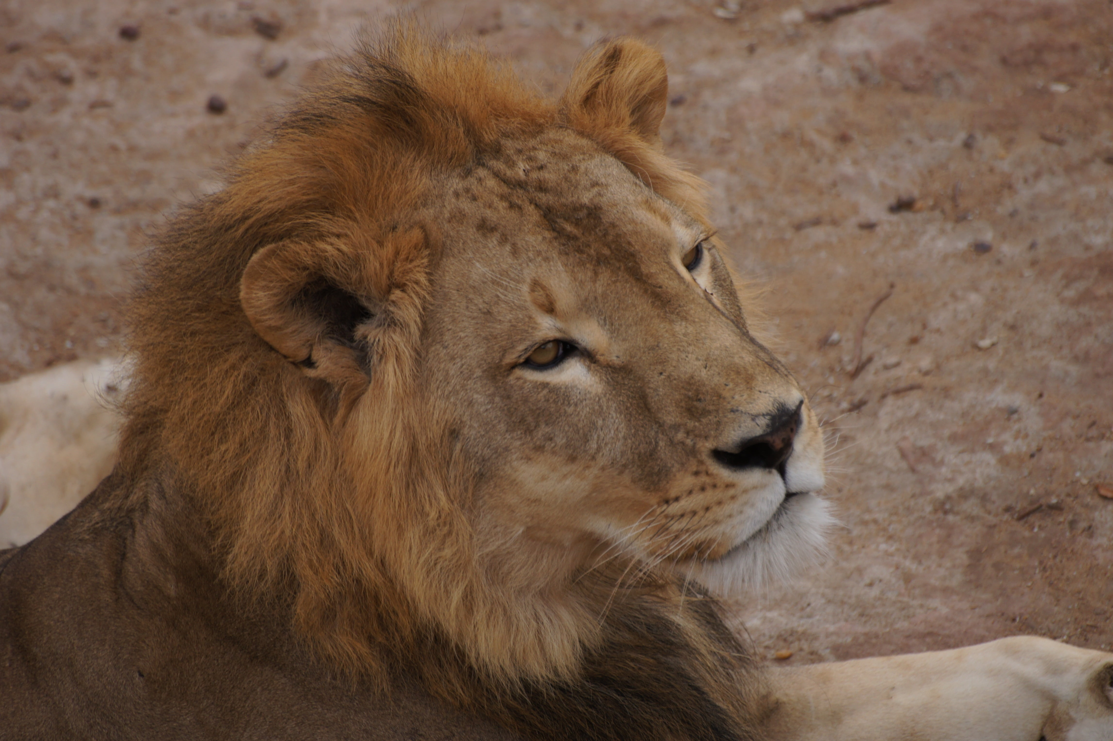 lioness, nap, looking away, 4K, looking, feline, no people, nature, relaxation, look, day, animal body part, undomesticated Cat, close-up, tanzania, male animal, HD Wallpaper