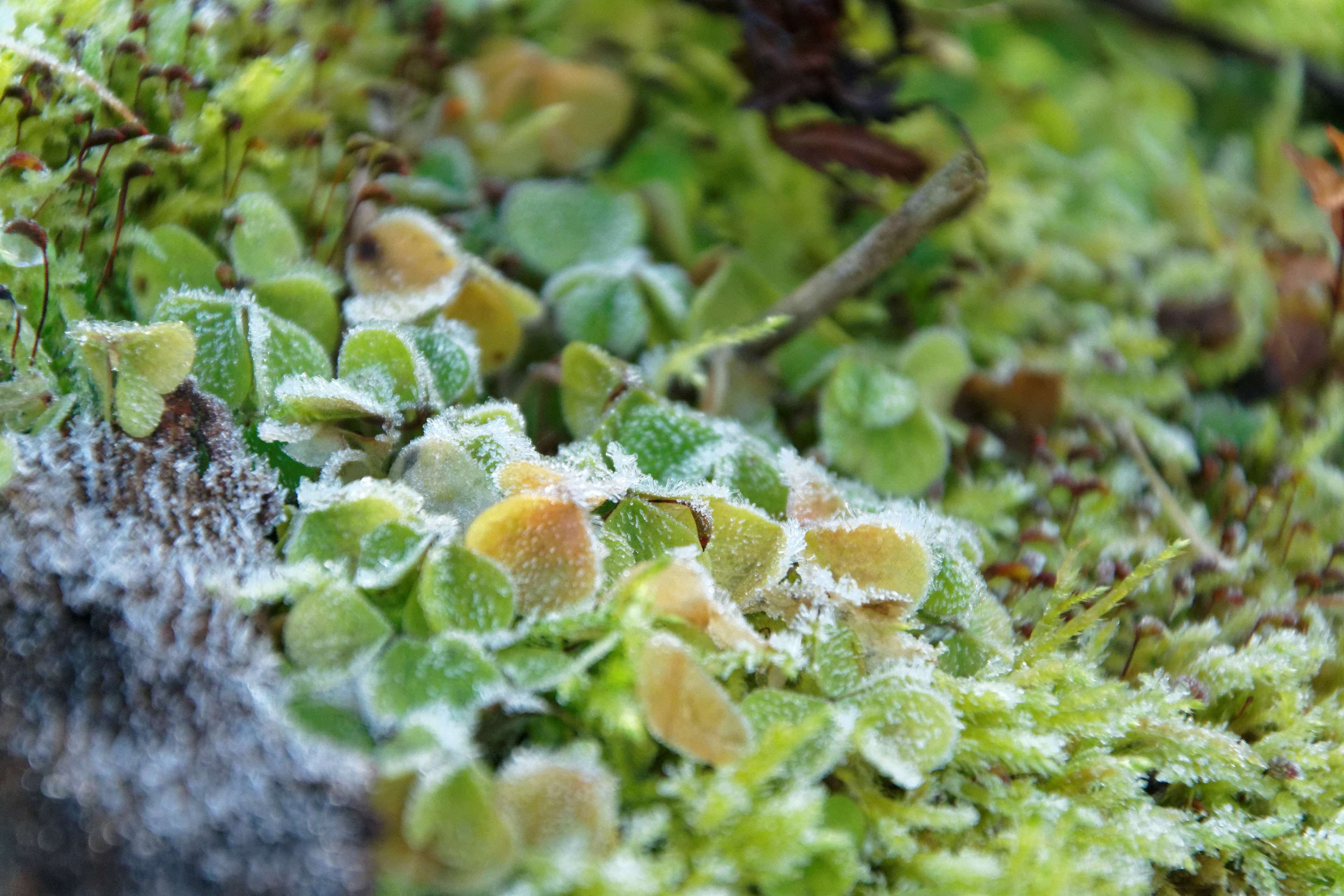 forest, szelag maly, snow, food, leaf, day, beauty in nature, fungus, lichen, plant, plant part, growth, green color, lake, food and drink, moss, outdoors, HD Wallpaper