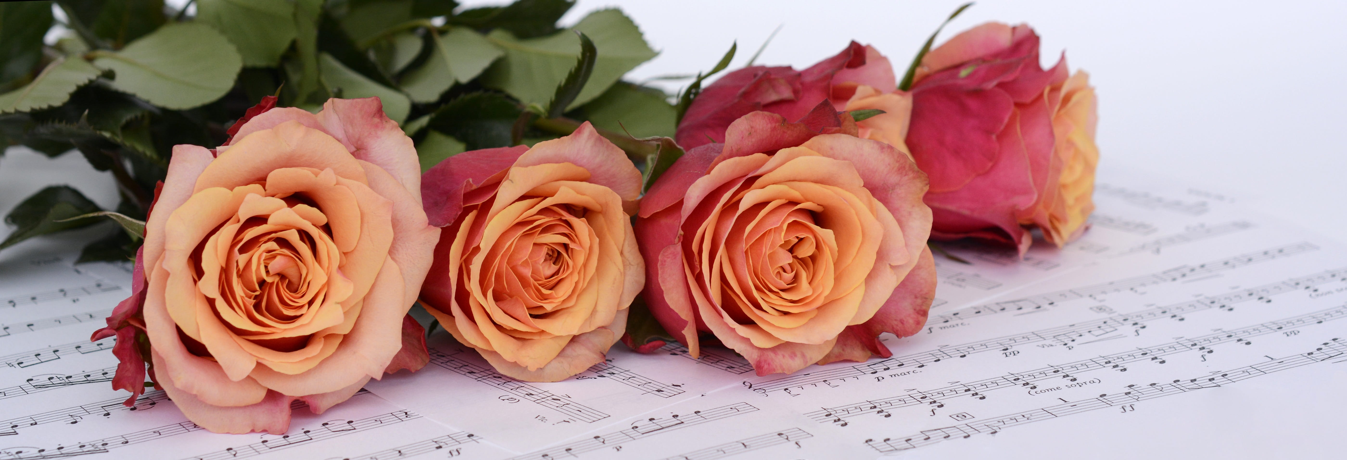arrangement, still life, head image, no people, bouquet, white roses, notenblatt, orange, flowering plant, indoors, flowers, roses, rose - flower, petal, HD Wallpaper