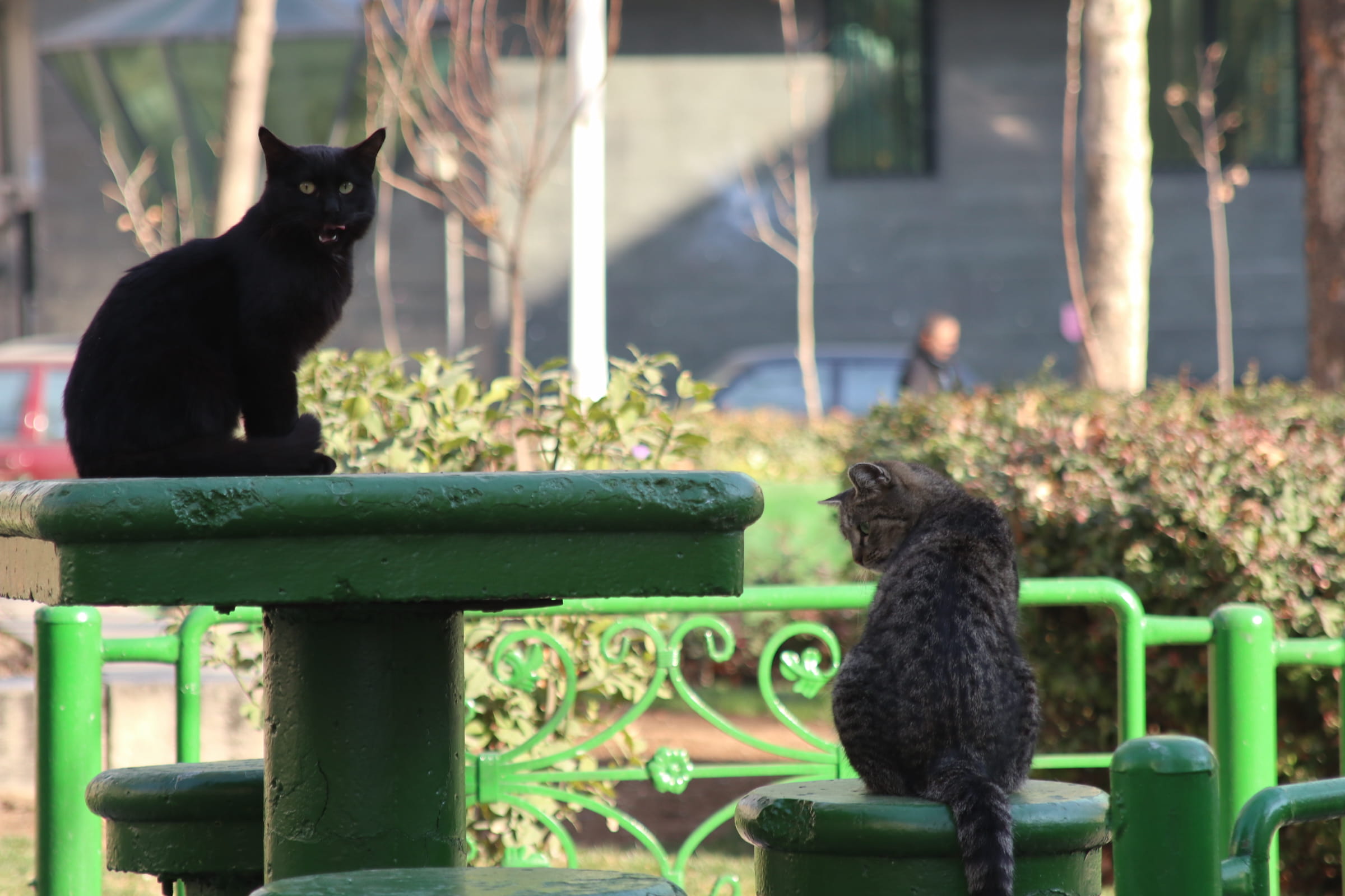 bench, domestic cat, pets, domestic, mammal, vertebrate, whisker, domestic animals, feline, 1080P, cat, tehran, animal themes, animal, day, black color, HD Wallpaper