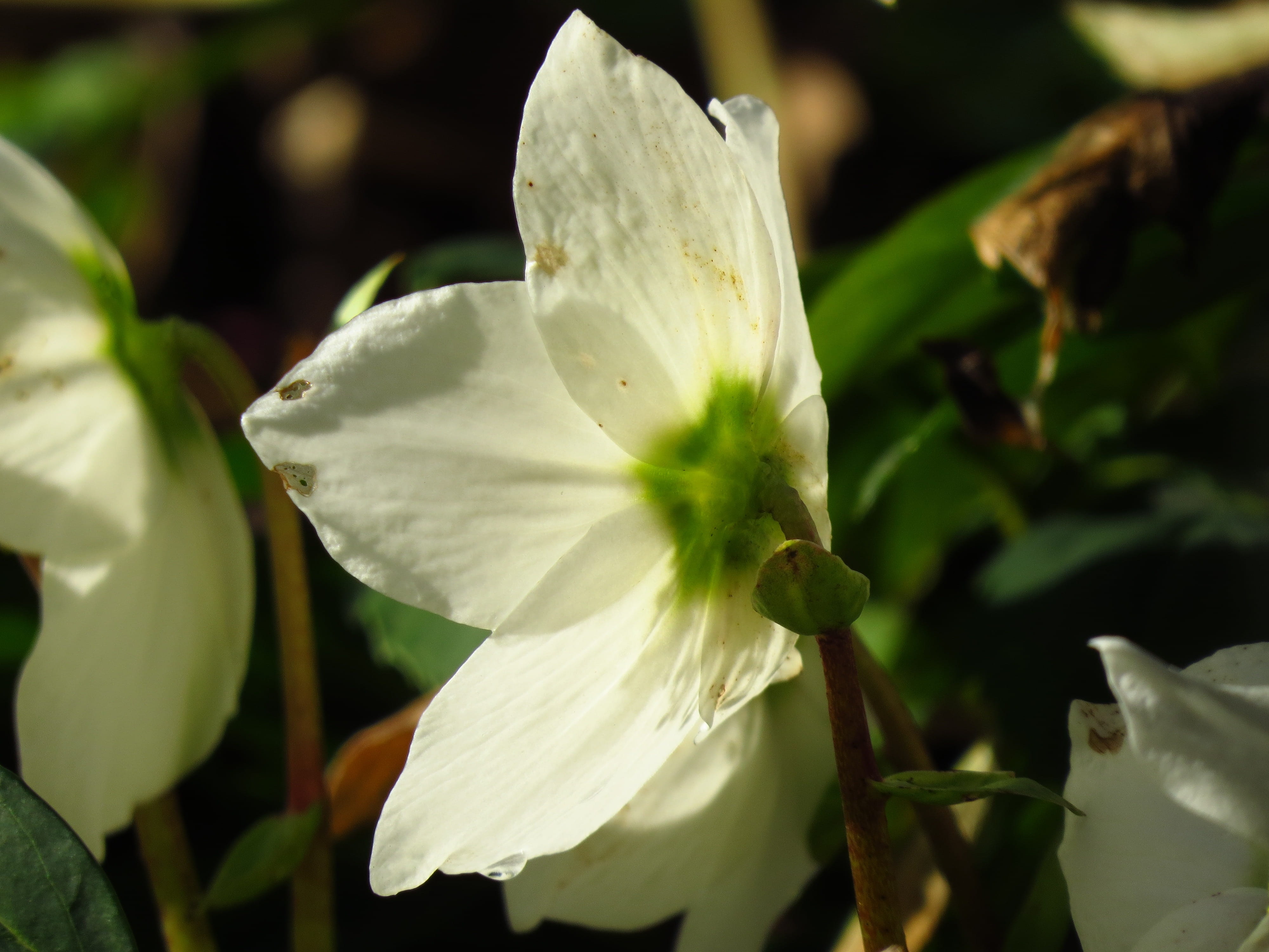 winterblueher, freshness, blossom, bloom, growth, 4K, flower head, fragility, Christmas Rose, wild flowers, flowering plant, white color, vulnerability, HD Wallpaper
