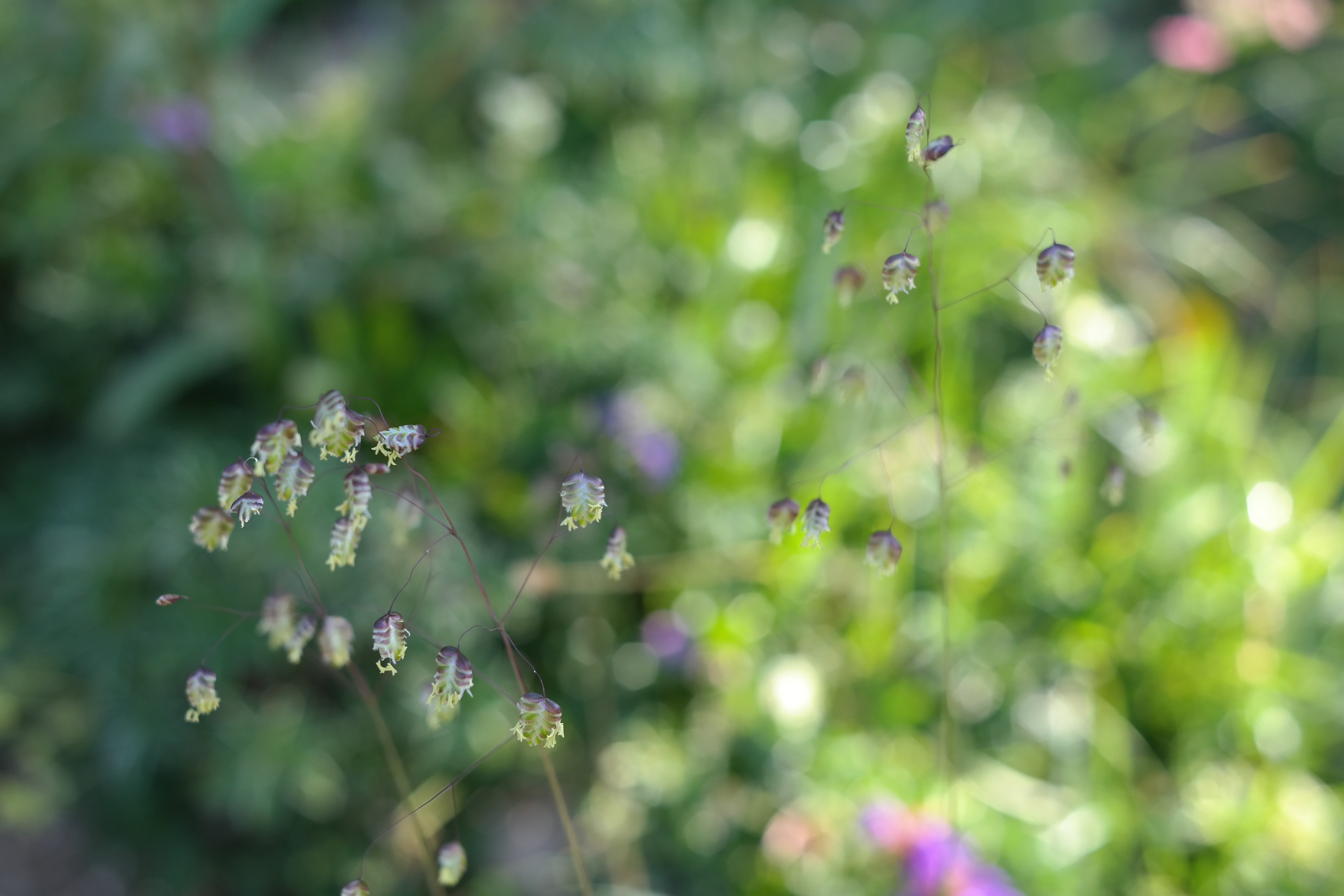 summer, leafed, lice, middel, bewerke, zitterli, flemmel, biwerke, green, springtime, petal, photography, bamboo grassedit this page, bäbergras, animal themes, HD Wallpaper
