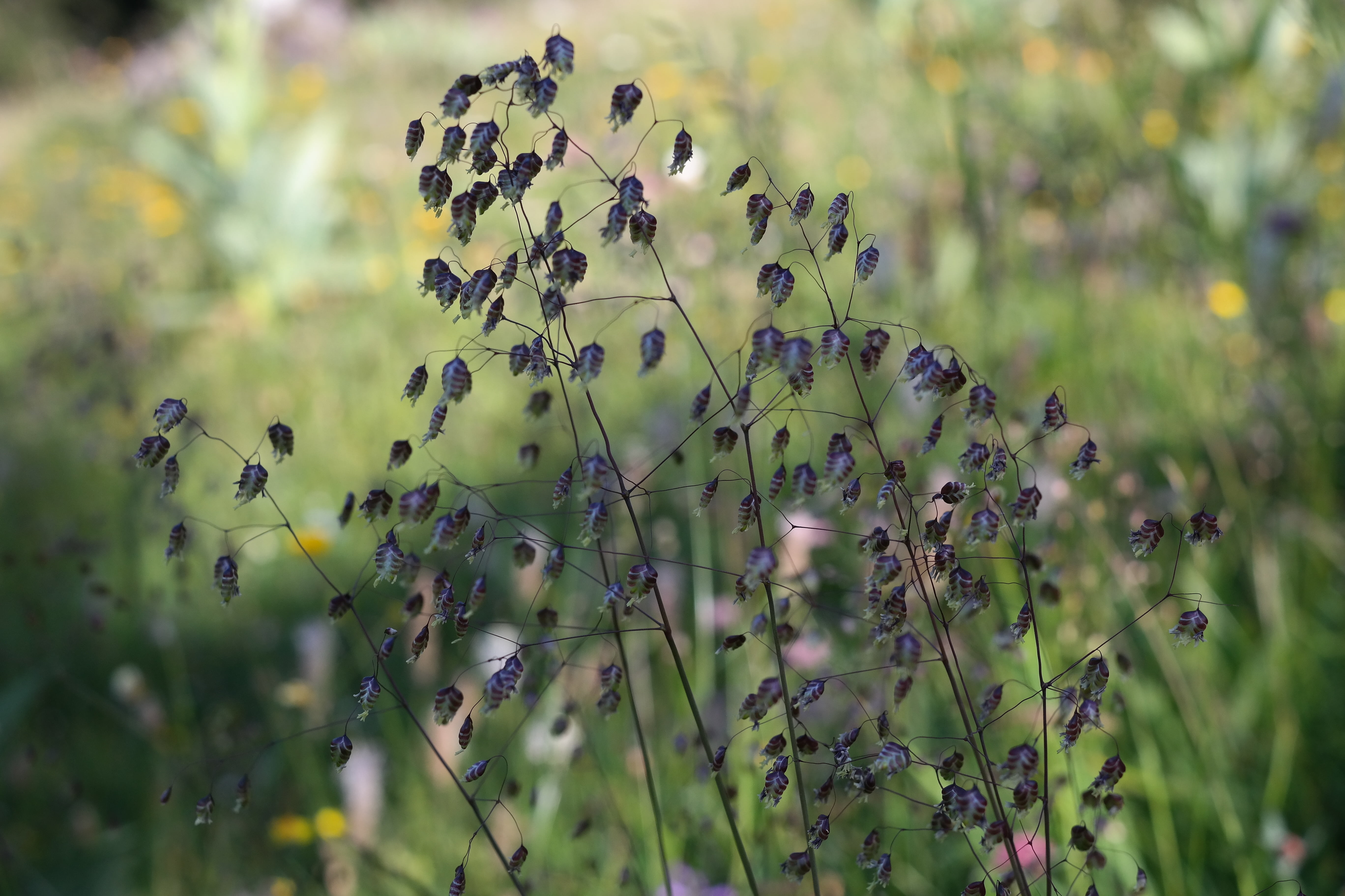 mager meadow, zitterln, flemmel, bibbernägelk, virgin hair, hasenörlin, grass, hasenbrödle, bewerke, assessed grass, ordinary, on the vine, flowering plant, HD Wallpaper