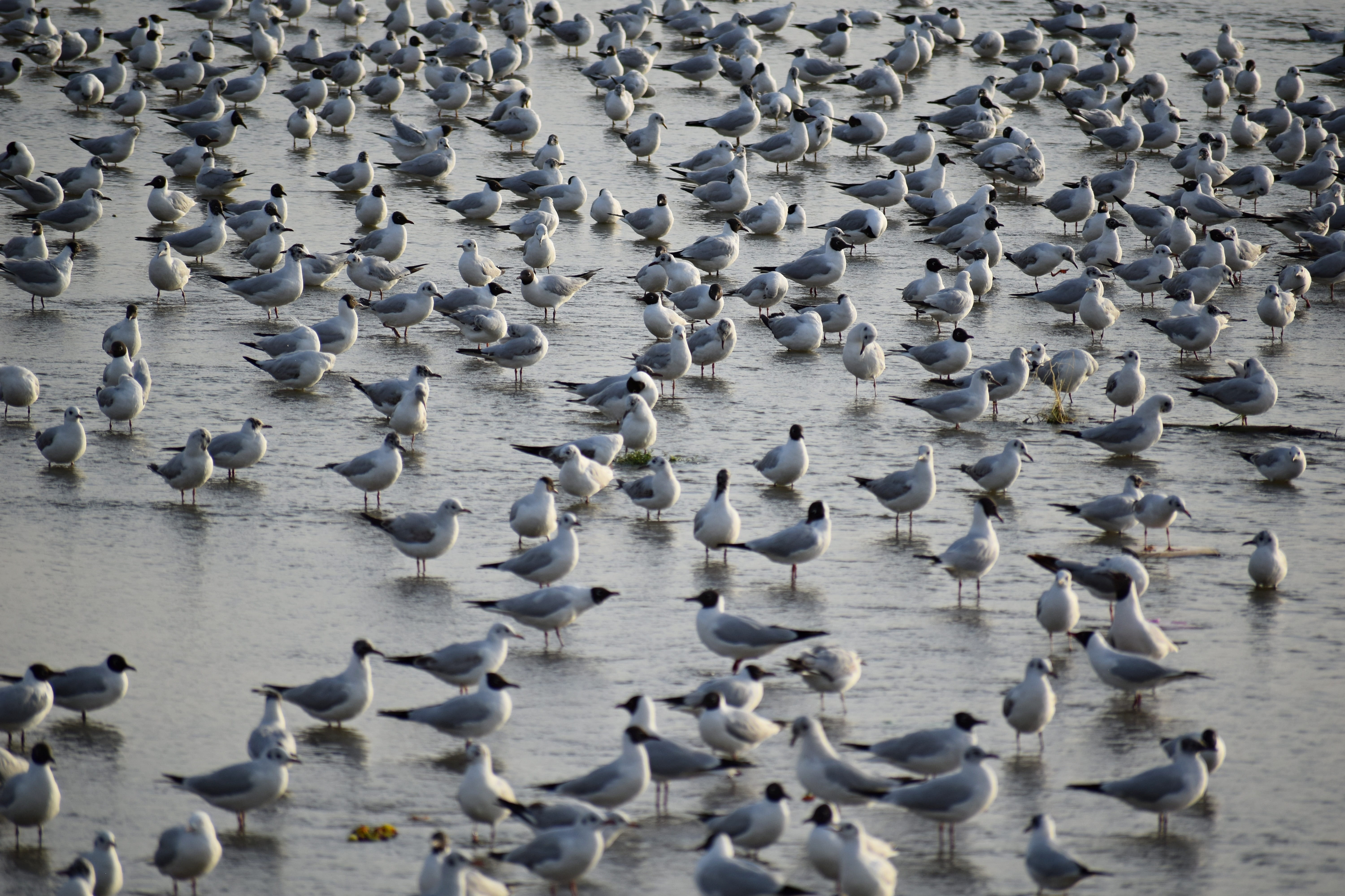 seagulls, animals, abundance, bird, lake, nature, 5K, wings, beach, animal, birds, animals in the wild, no people, group of animals, feathers, beauty in nature, HD Wallpaper