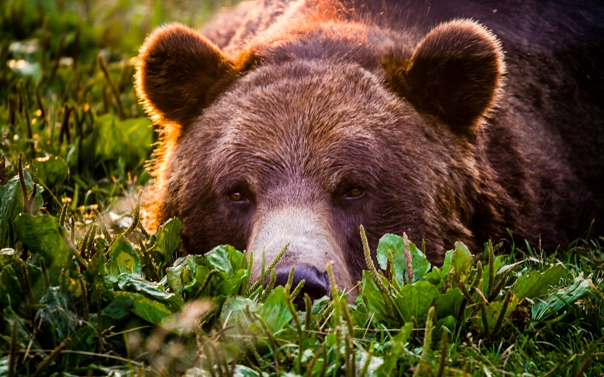 Bear, Rest, 1080P, Grizzly, Face, HD Wallpaper