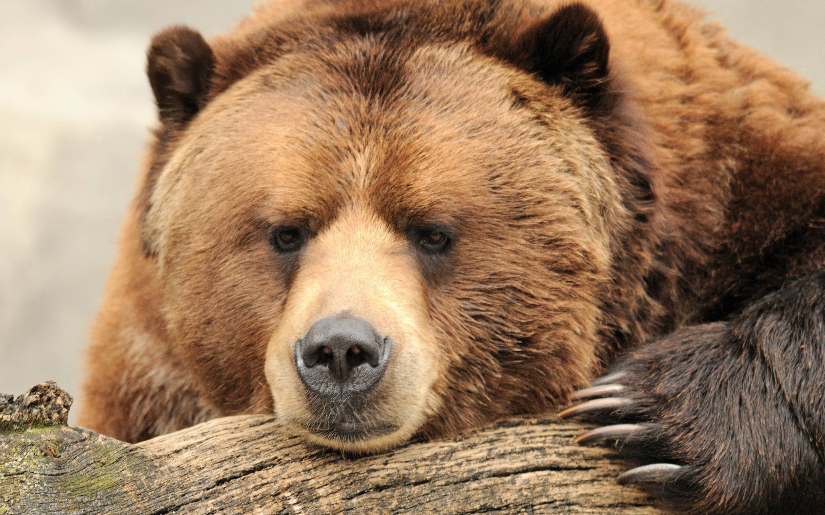 big, bear, brown bear, brown, 2K, beautiful, HD Wallpaper