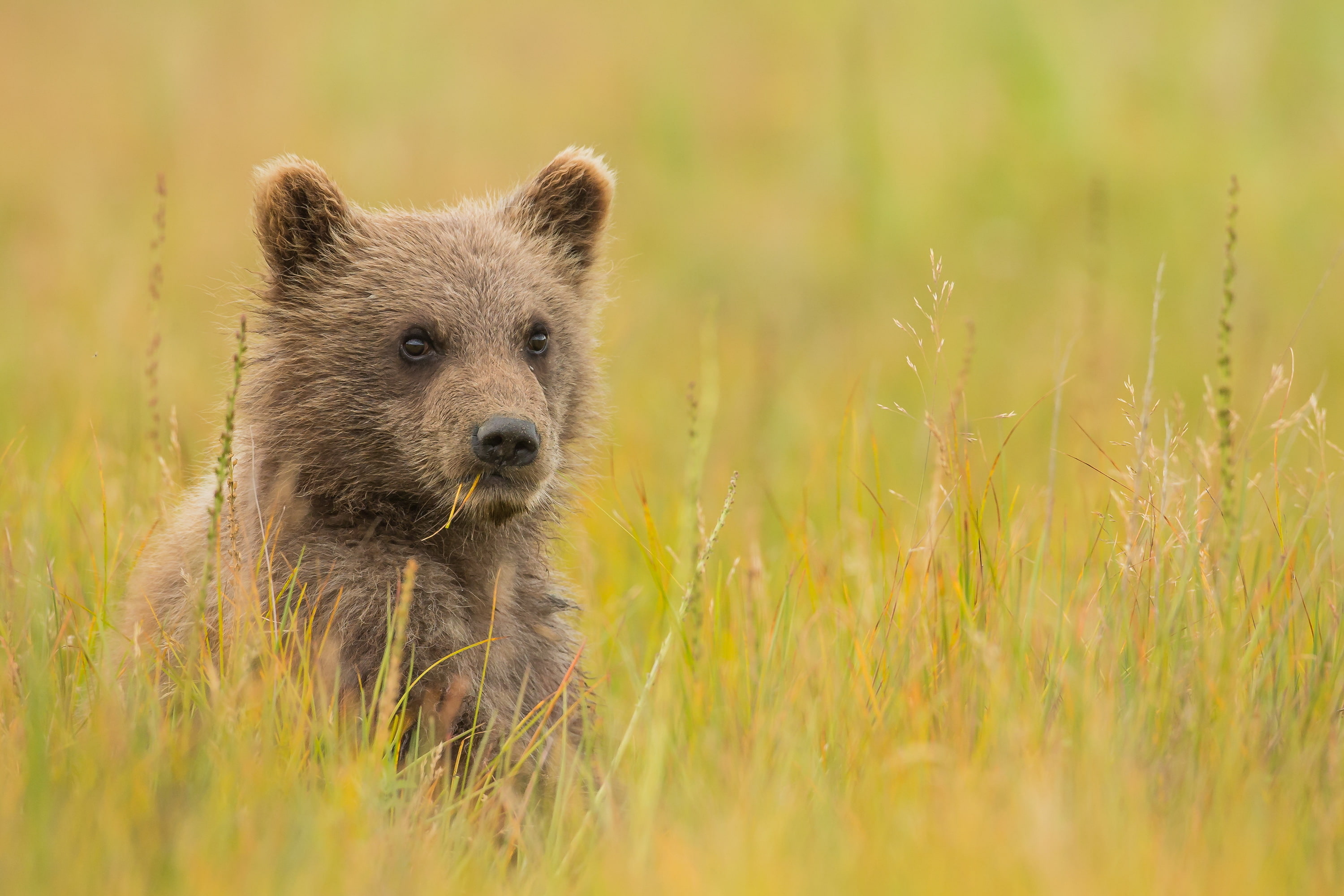 2K, Brown bear, HD Wallpaper