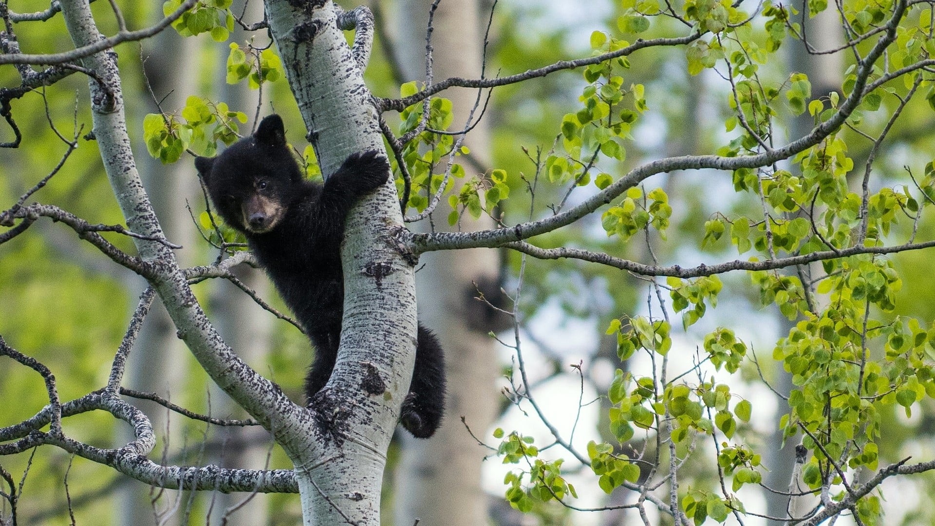 feline, baby animals, bear, bears, vertebrate, growth, plant, nature, pets, tree, mammal, animals in the wild, animal themes, animal wildlife, cat, animals, HD Wallpaper