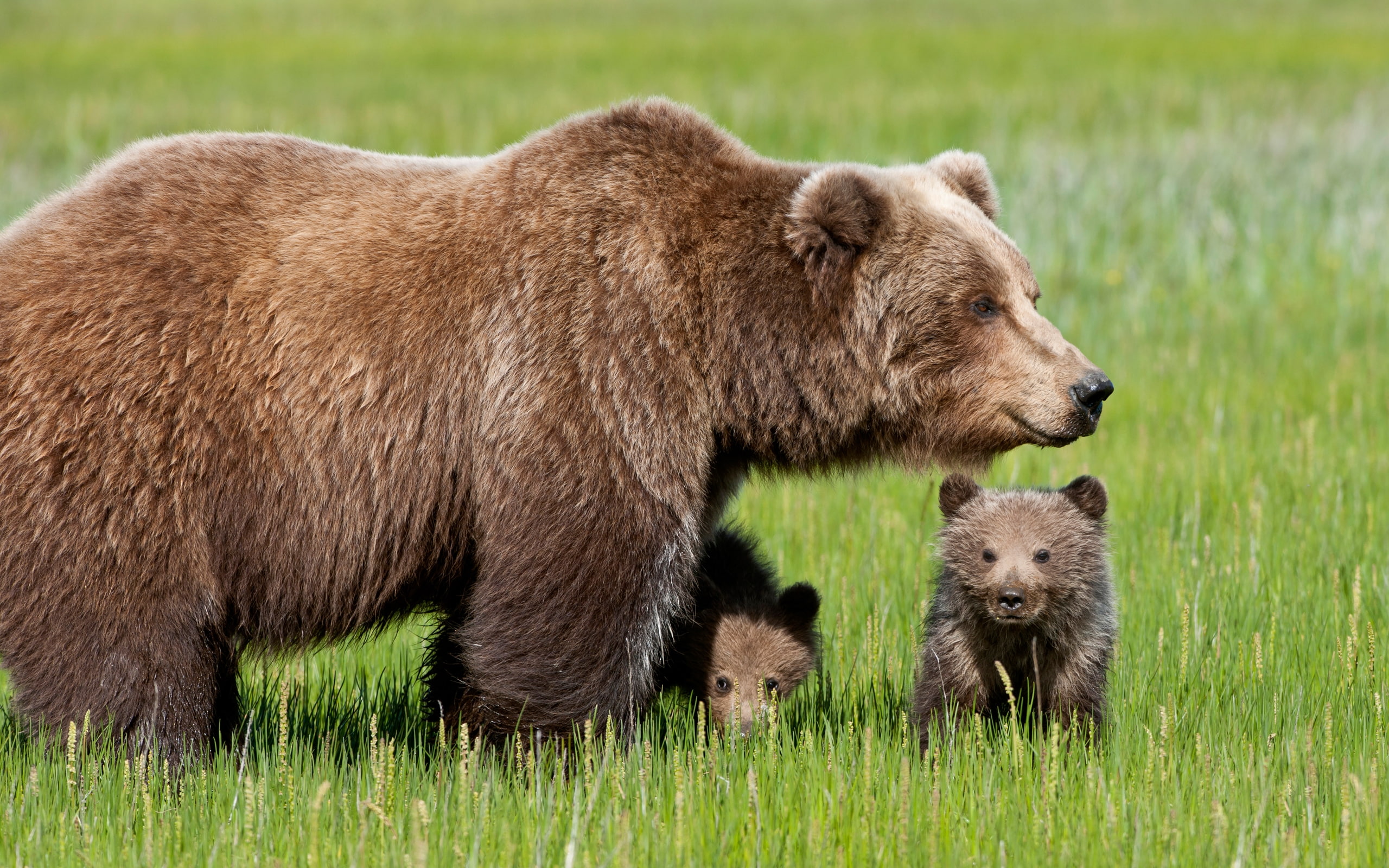 cubs, bear, brown, 2K, two, HD Wallpaper