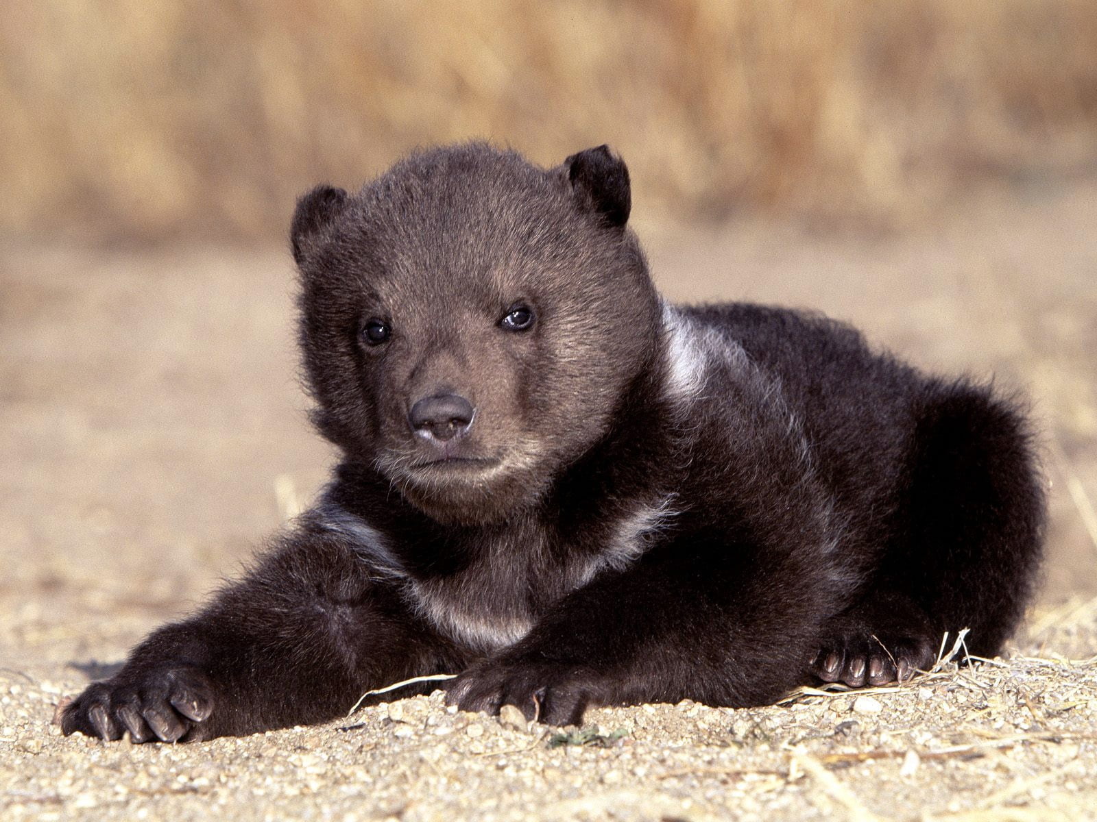 black Color, forest, animal hair, waiting, cub, wildlife, mammal, young Animal, animal, close-up, 720P, vertebrate, fur, sitting, small, carnivore, animals In The Wild, HD Wallpaper