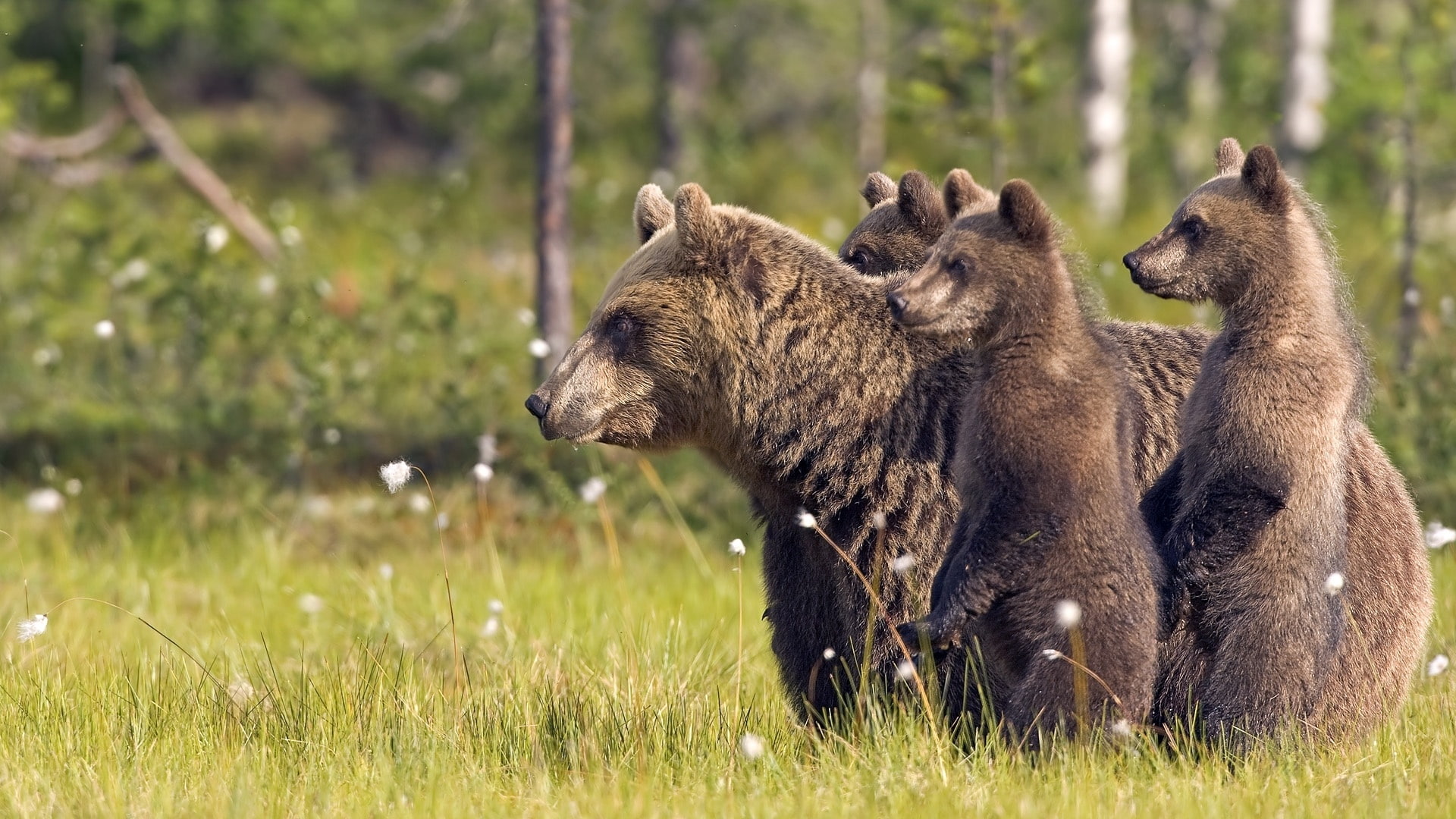 Bear, cubs, Family, Animals, 1080P, three, brown, Grass, HD Wallpaper