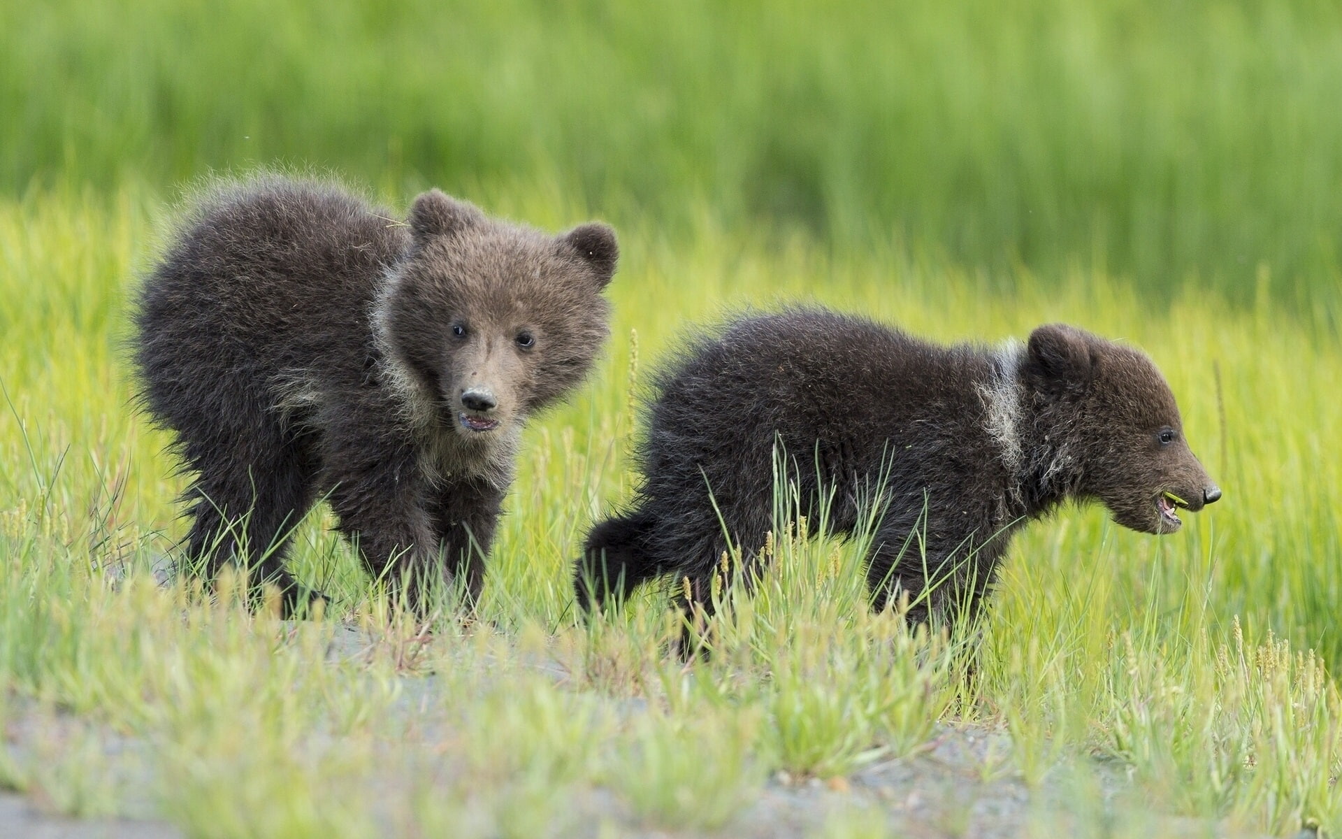Kids, Grass, 1080P, Two, Bears, Cubs, HD Wallpaper
