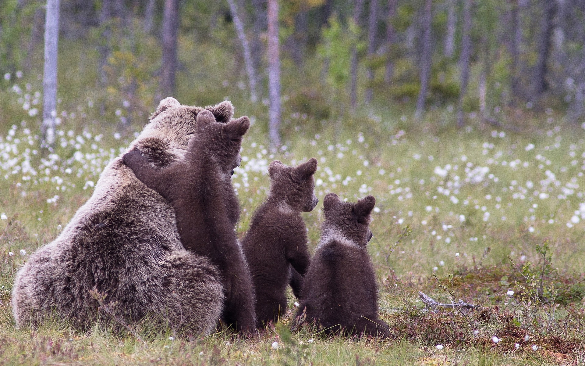 bear, 1080P, Brown Bear, Family, brown, HD Wallpaper