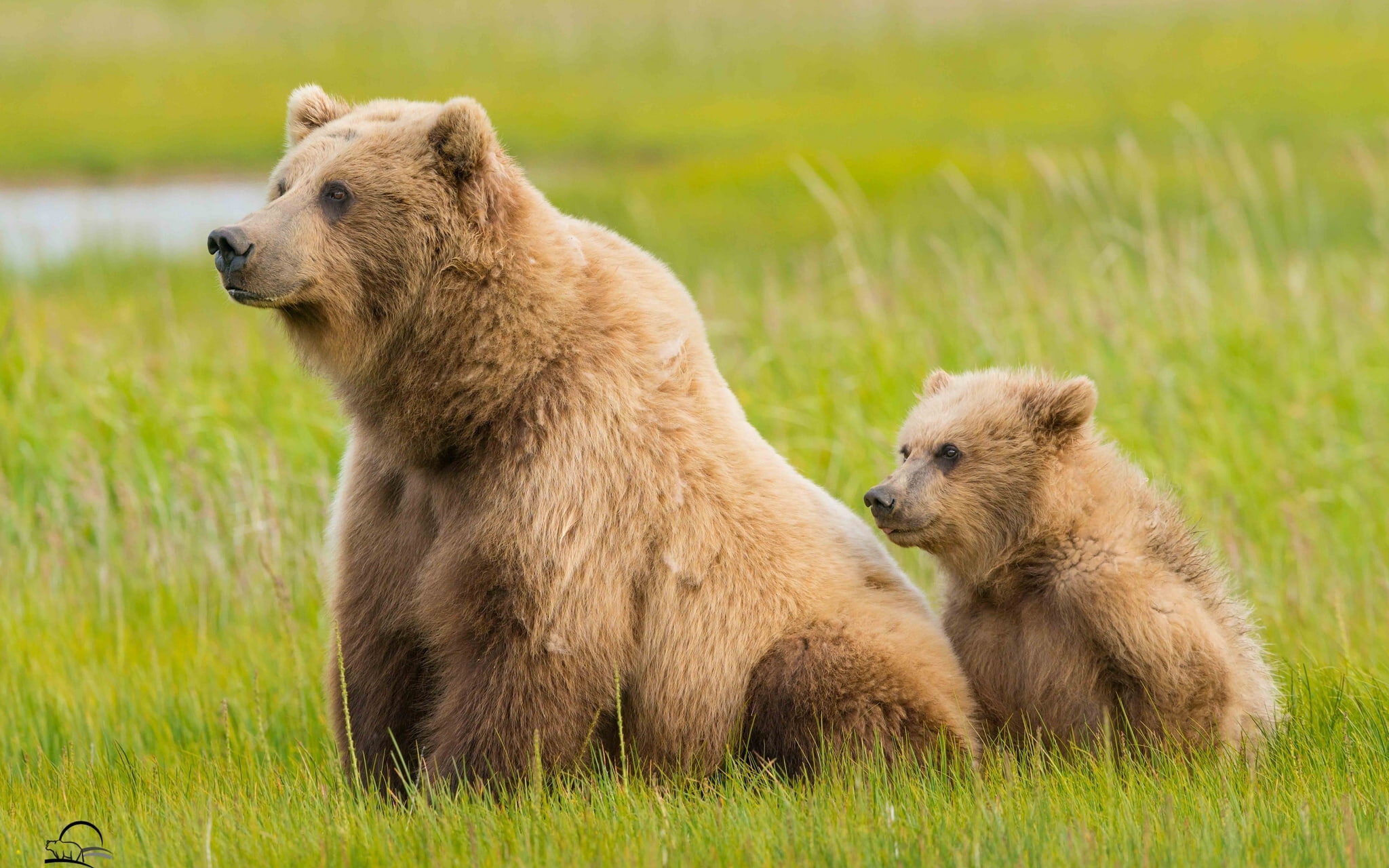 bear, Alaska, cub, 1080P, bears, Lake Clark National Park, grass, brown, HD Wallpaper