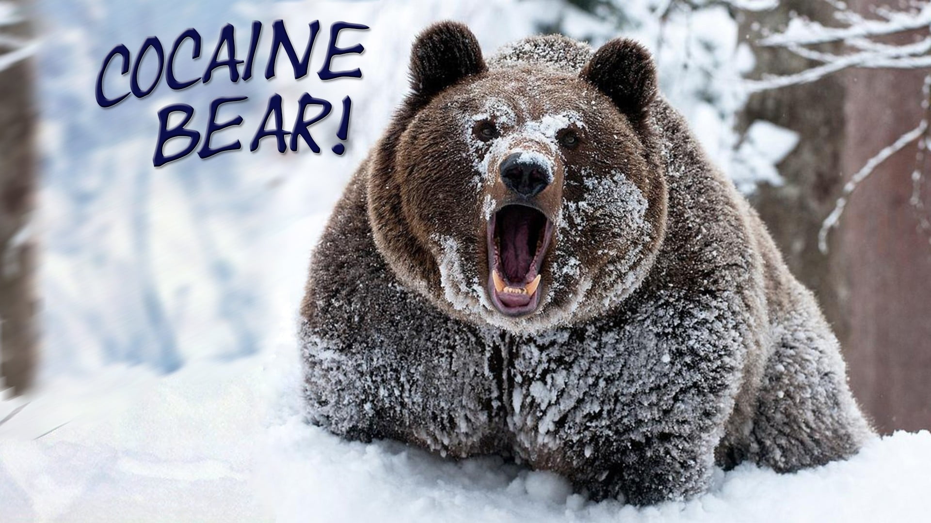 communication, forest, animals, snow, winter, focus on foreground, overlay, animal, 1080P, bears, mouth open, text, day, bear, close-up, cold temperature, HD Wallpaper