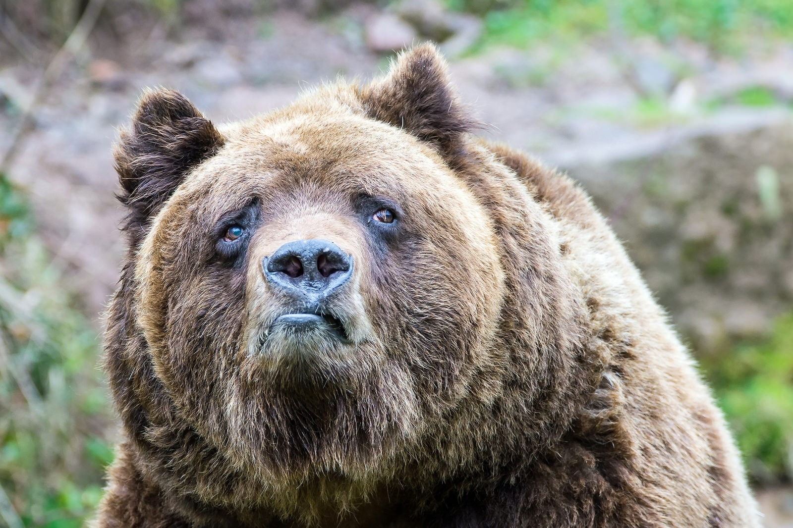 Grizzly bear, sadness, Grizzly Bears, animals, brown bear, 720P, bears, HD Wallpaper