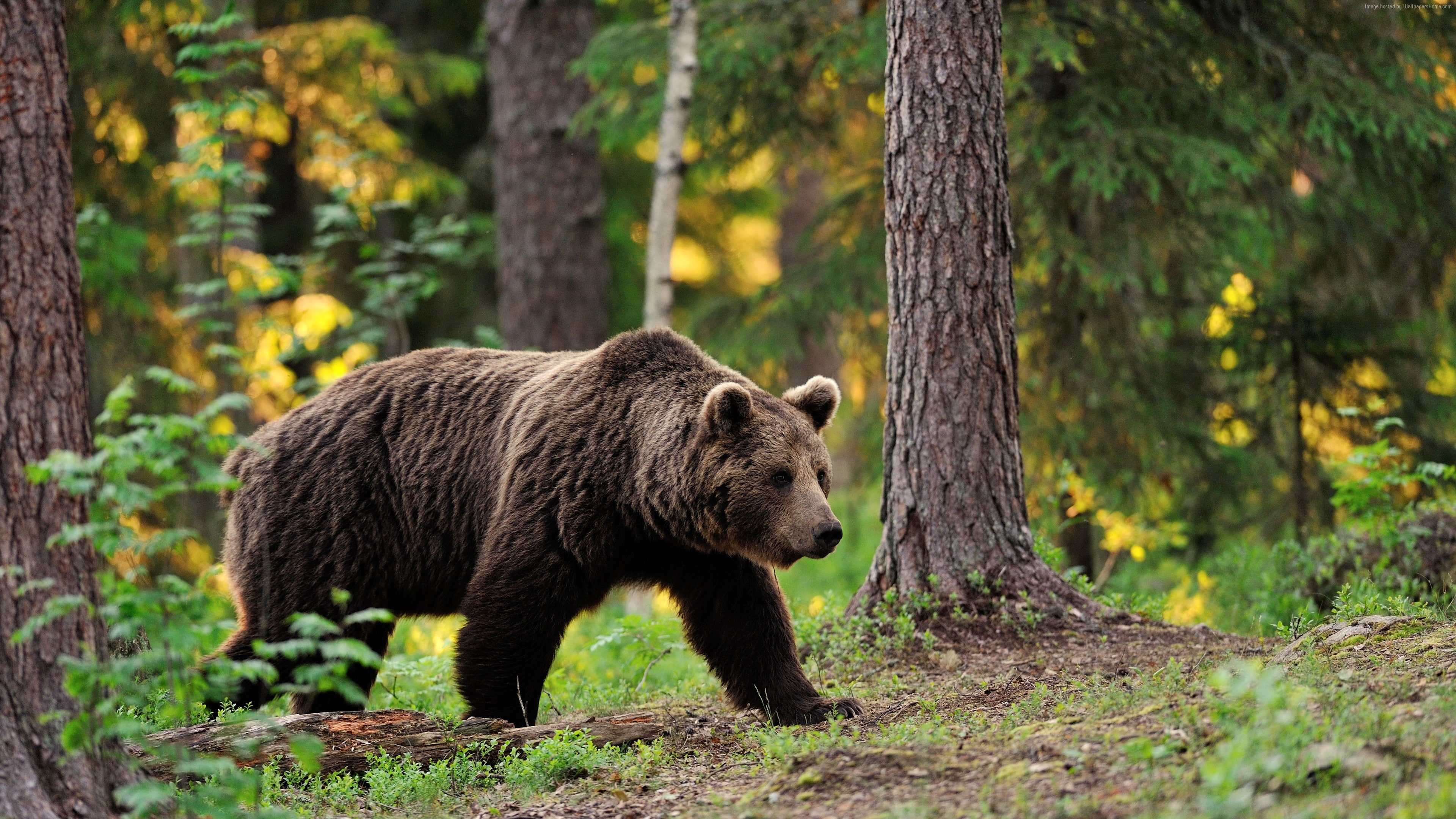 4K, trees, step, blur, tread, walk, forest, foliage, brown bear, bear, HD Wallpaper
