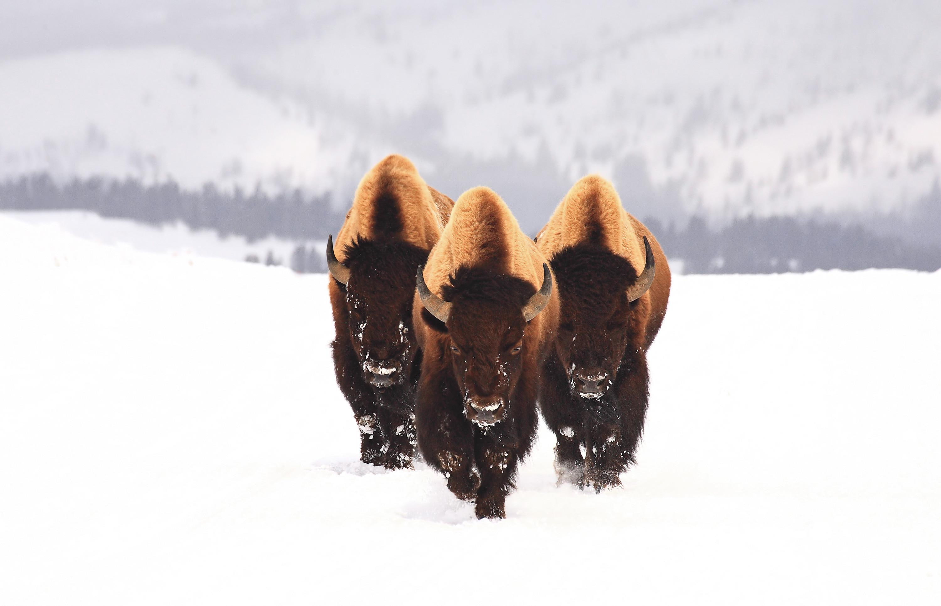 animals, 2K, snow, white, winter, wildlife, horns, nature, bison, HD Wallpaper
