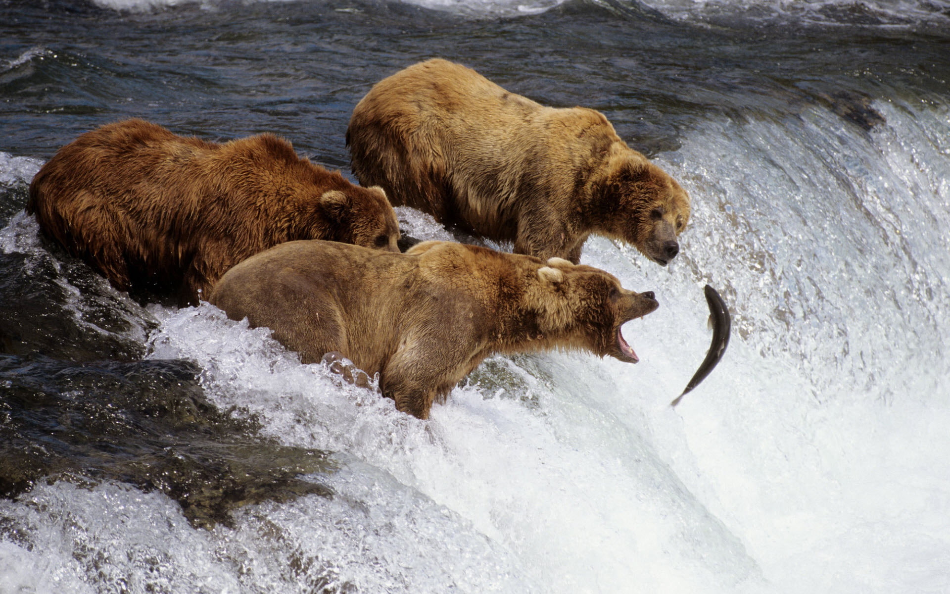 alaska, 1080P, bears, brown, HD Wallpaper
